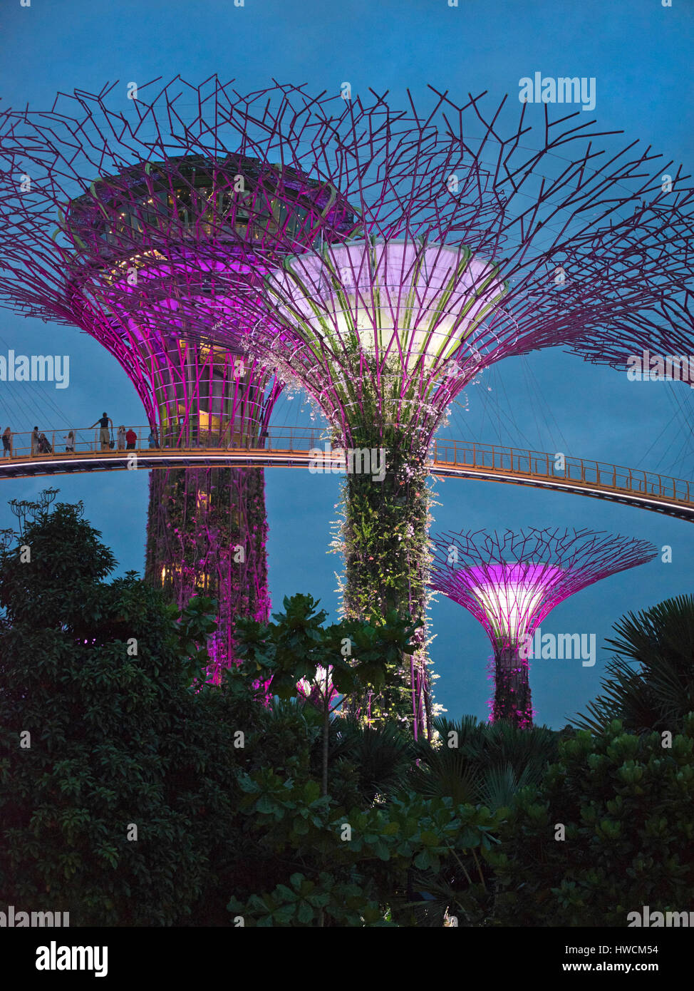 Vista verticale dell'OCBC skyway al Supertree Grove in notturna a Singapore. Foto Stock