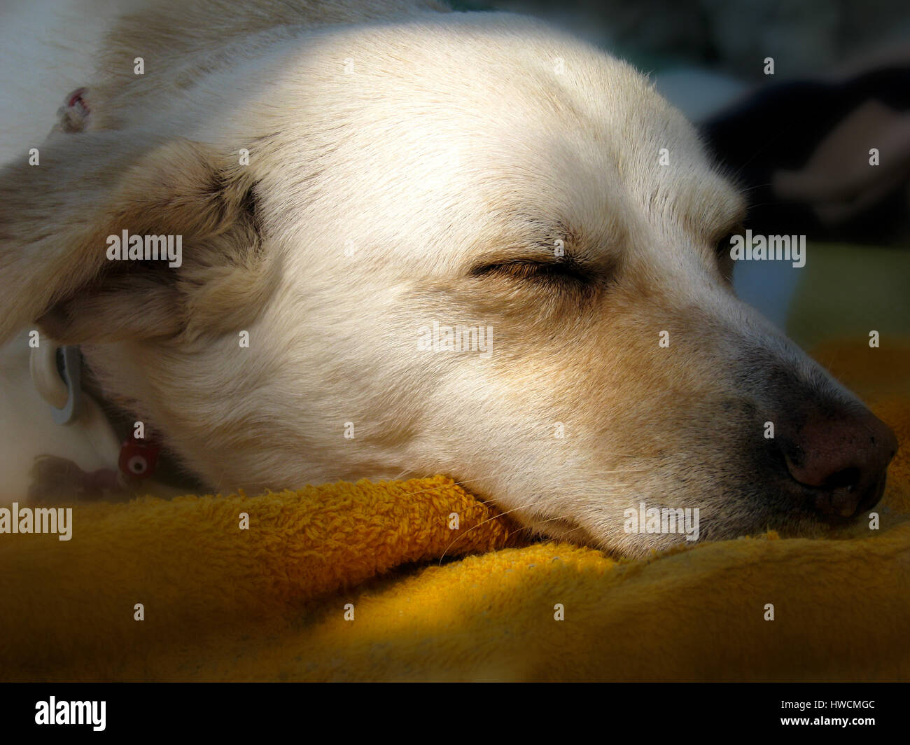 La testa di una femmina di cane dorme con la bocca su un asciugamano. Foto Stock