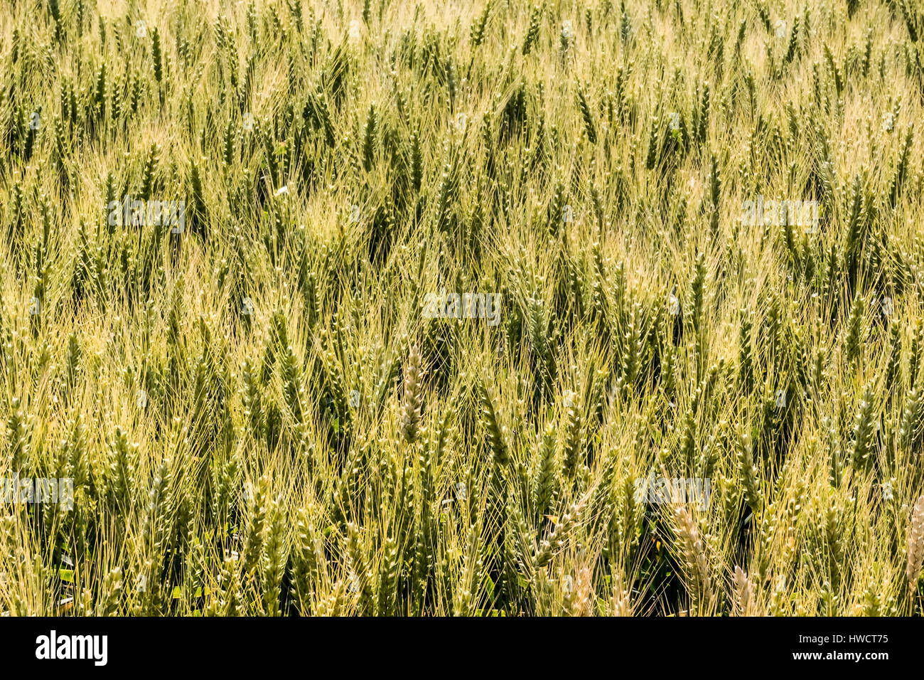 Un grano-campo con orzo attende per il raccolto. Foto simbolico per l'agricoltura e cibo sano., Ein Getreidefeld mit Gerste wartet auf die Ernte. S Foto Stock