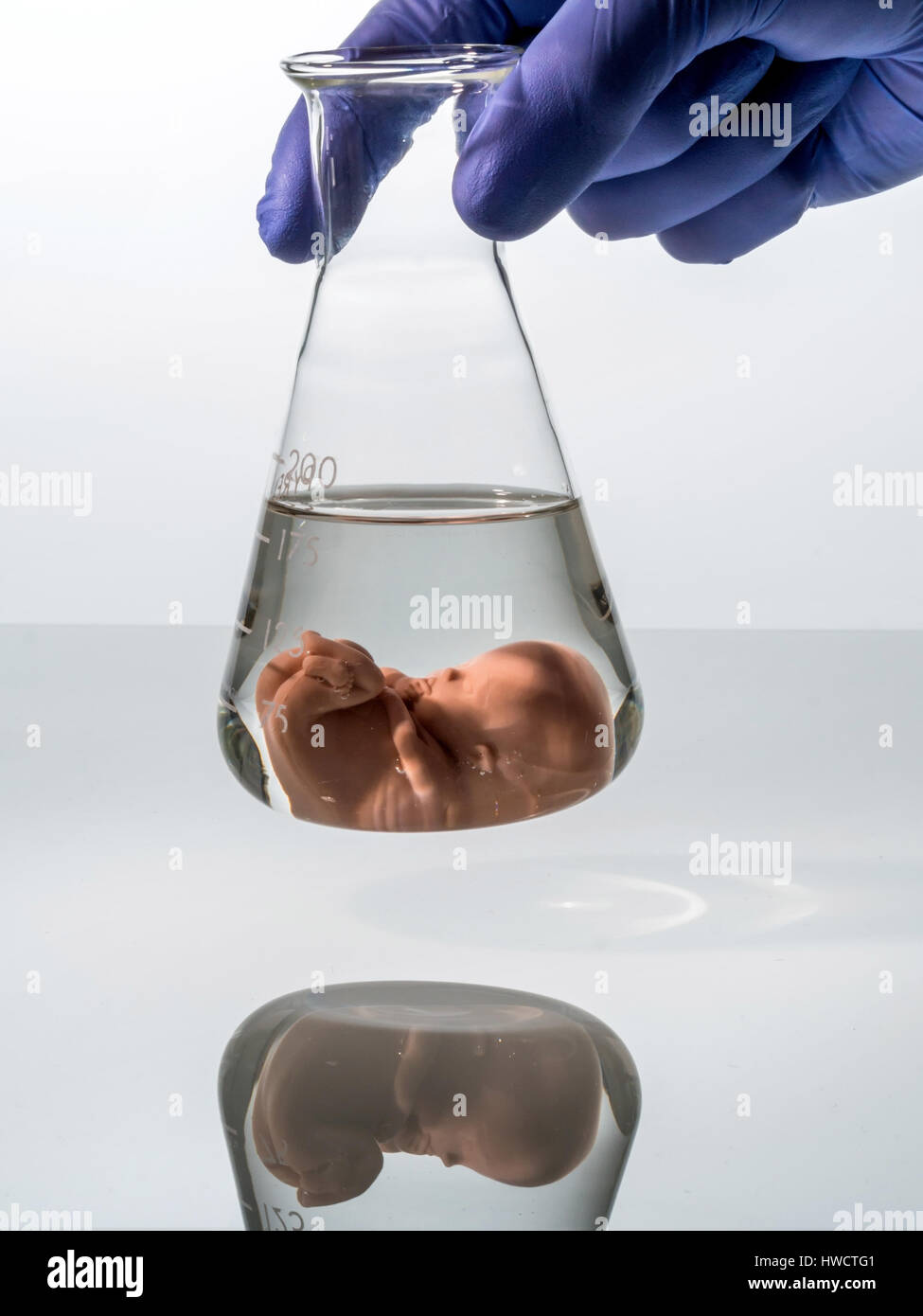 Modello di un embrione in un laboratorio di vetro. Foto simbolico per la gravidanza dal concepimento artificiale. Aborto e manipolazione genetica, Modell eines embrioni in e Foto Stock