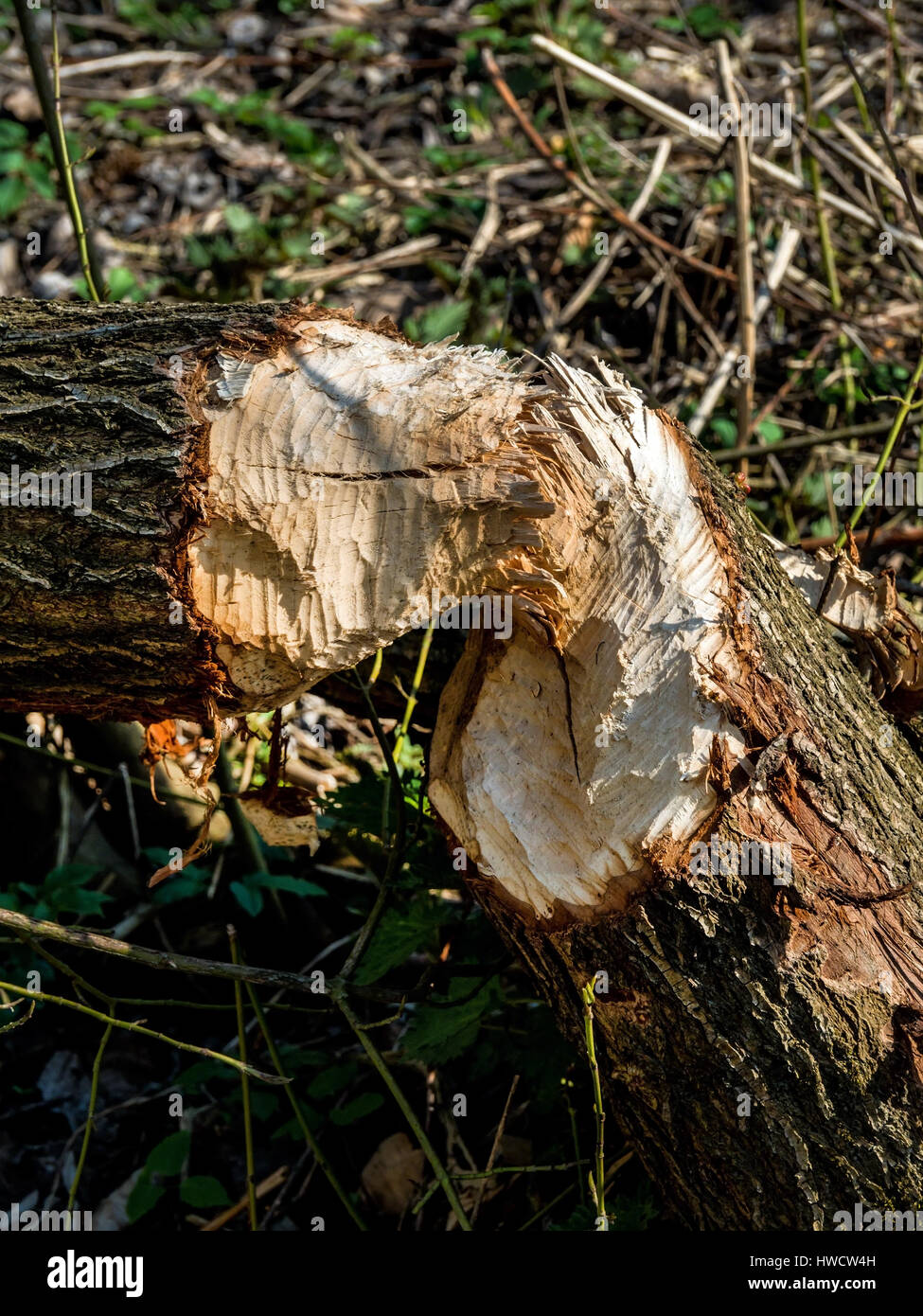 Da beaver causato danni gli alberi sono simili., Von Biber verursachte Schäden haben Bäume gefällt. Foto Stock