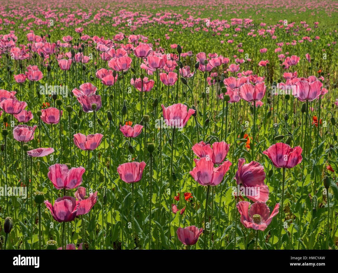 Campo di papavero con papaveri in estate, Mohnfeld mit Mohnblumen im Sommer Foto Stock