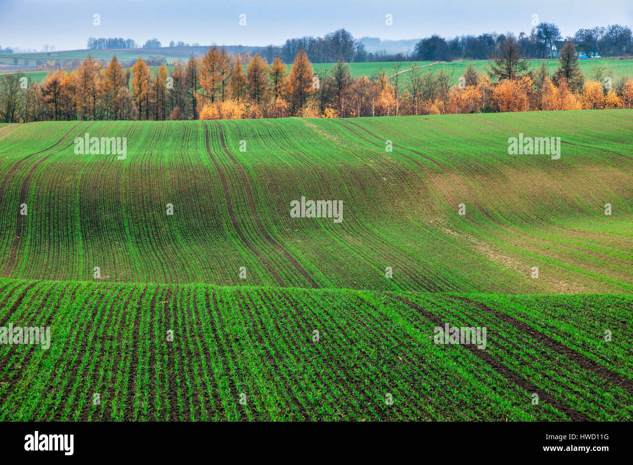 Panorama Ponidzie durante l'autunno. Pinczow, Holly Cross Provincia, Polonia. Foto Stock