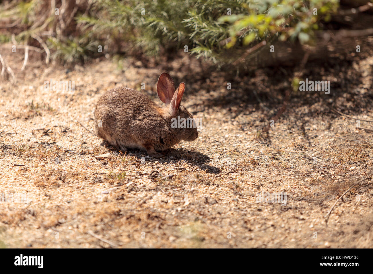 Il novellame di coniglio, Sylvilagus bachmani, spazzola selvatici coniglio su un percorso escursionistico a Irvine, California del Sud in primavera Foto Stock