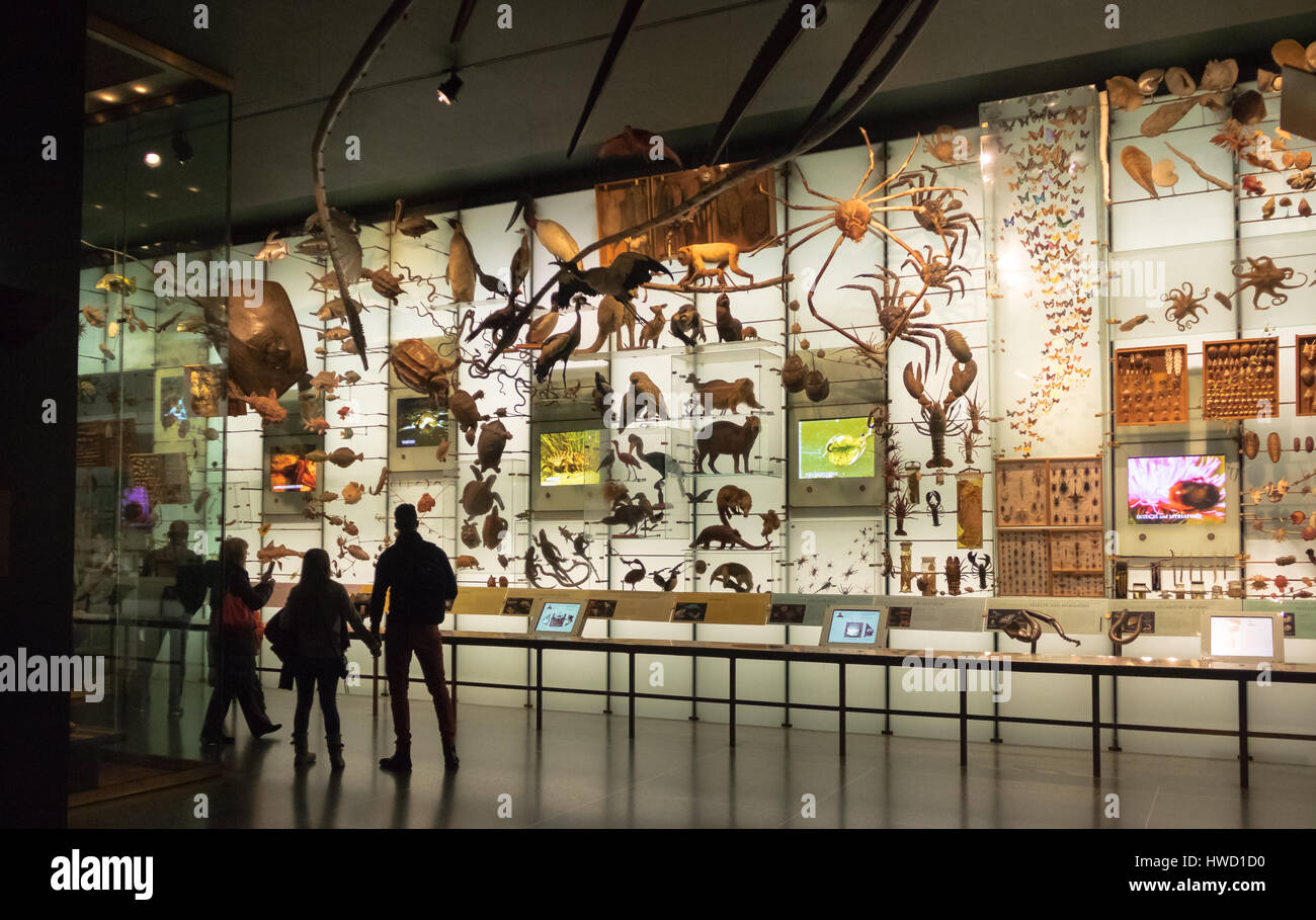 Sala della biodiversità al Museo Americano di Storia Naturale (AMNH) - New York, Stati Uniti d'America Foto Stock