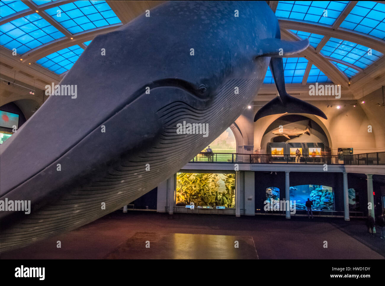 Balena blu oceano alla sala del Museo Americano di Storia Naturale (AMNH) - New York, Stati Uniti d'America Foto Stock