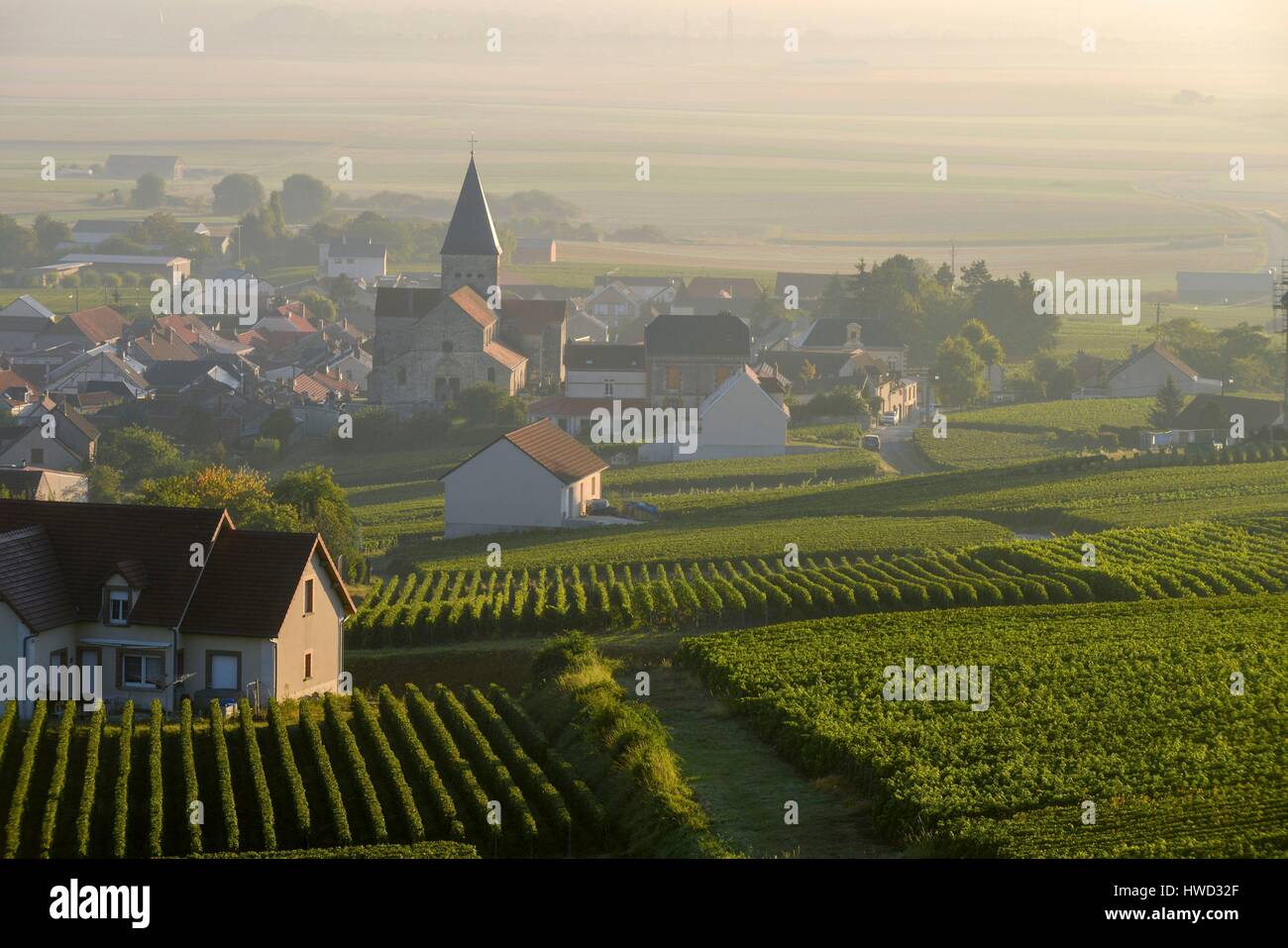 Francia, Marne, Sacy, Montagna di Reims, vigneti della Champagne nella nebbia di mattina di un villaggio di sfondo Foto Stock