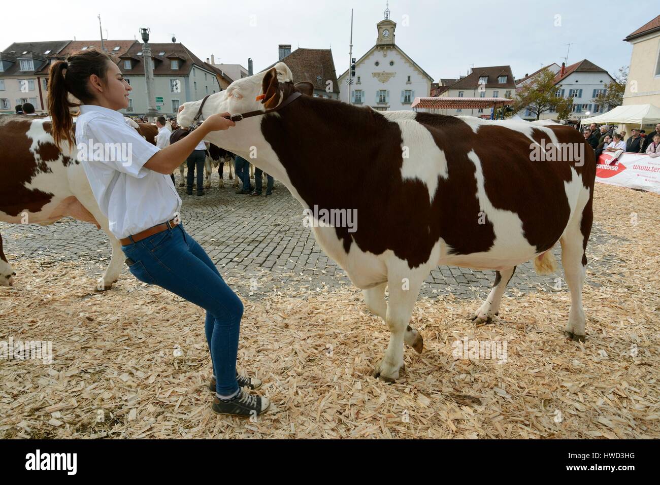 Francia, Doubs, Pontarlier, downtown, spettacolo agricolo, Super Comice in ottobre 2015, Montbeliarde vacche, concorso, prima della giuria Foto Stock