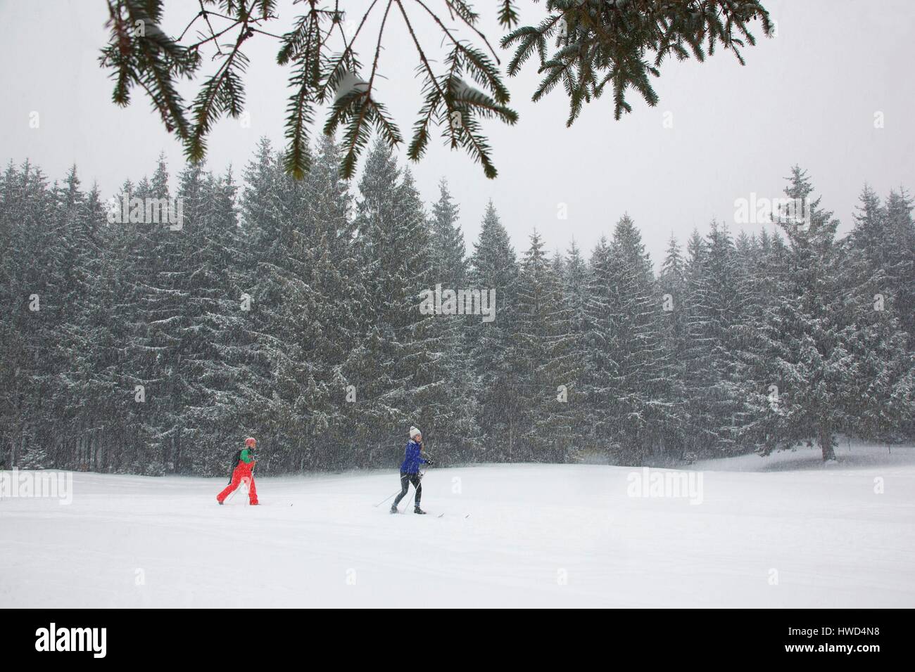 Canada, Québec provincia, regione Laurentians, Mont-Trembant, barrare-paese sciatori passingin anteriore della foresta innevata del Domaine San Bernardo Foto Stock