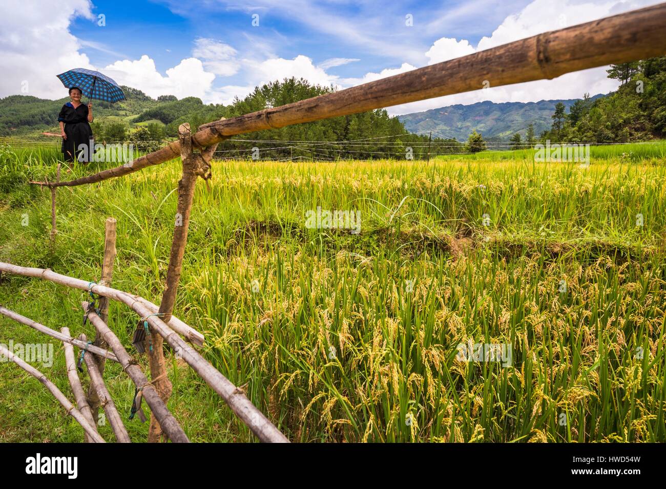 Il Vietnam, la gamma della montagna di Hoang Lien Son, villaggio di Nam Trang, Mu Cang Chai regione, Yen Bai provincia, verde H'mongs contadina e il suo ombrello in terrazze di riso Foto Stock