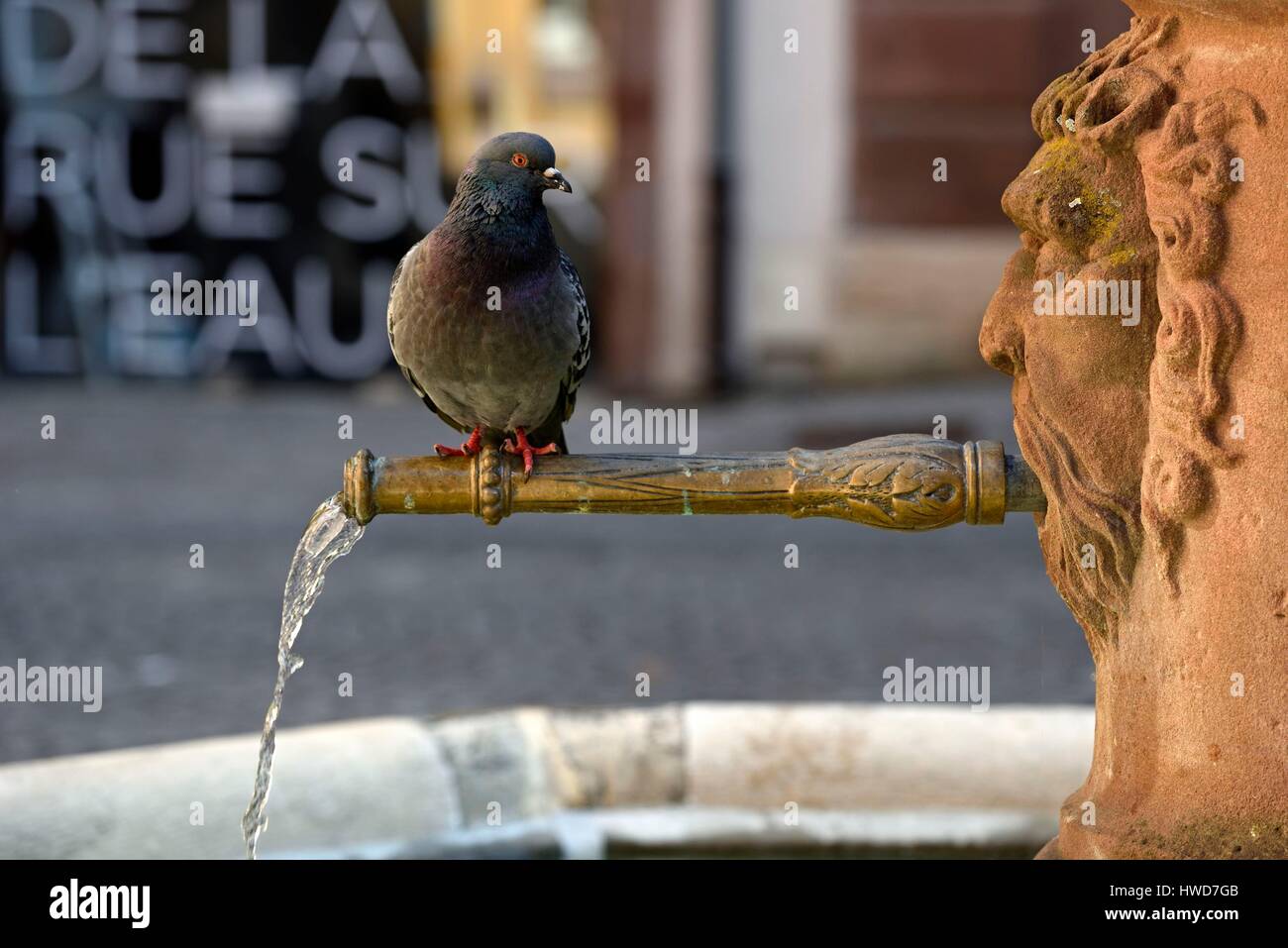 Francia, Territoire de Belfort, Belfort, Place de la petite Fontaine e Grand Rue, la fontana datata 1617-1953, piccione acqua potabile Foto Stock