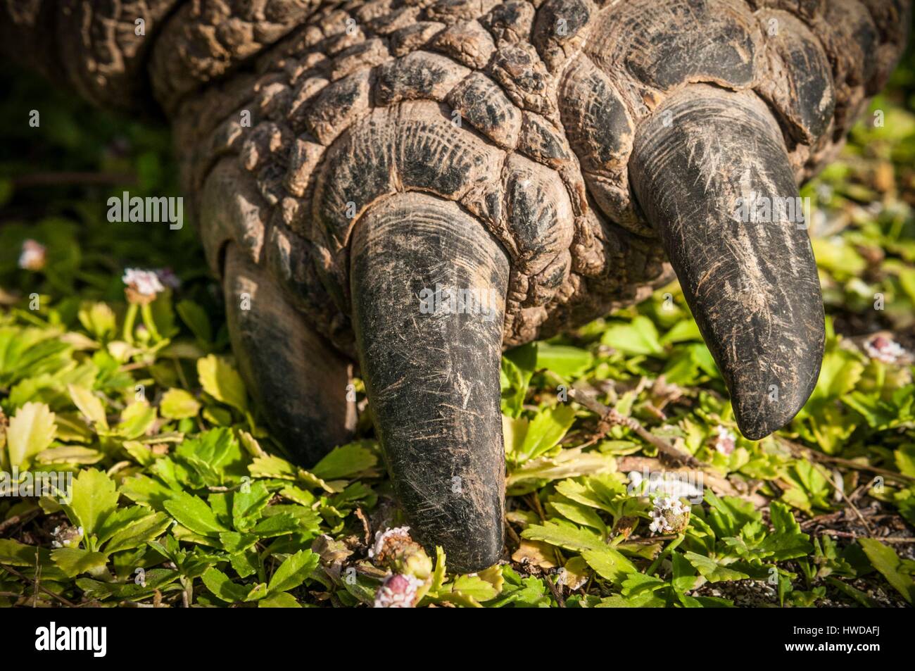 Seychelles, Bird Island, Seicelle tartaruga gigante (Aldabrachelys gigantea) endemiche, dettaglio di un arto posteriore Foto Stock