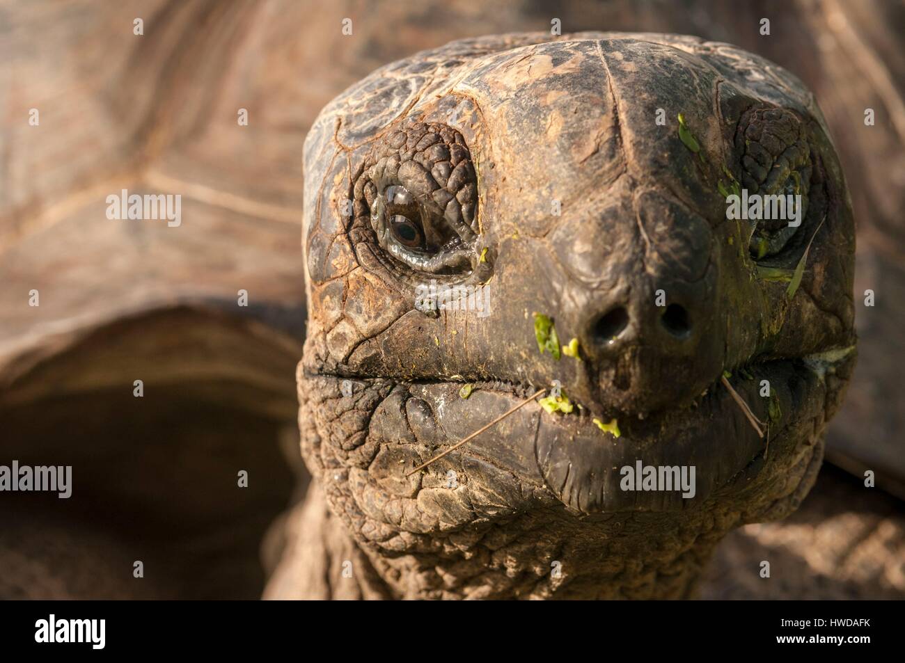 Seychelles, Bird Island, il ritratto di Seychelles tartaruga gigante (Aldabrachelys gigantea), endemica Foto Stock