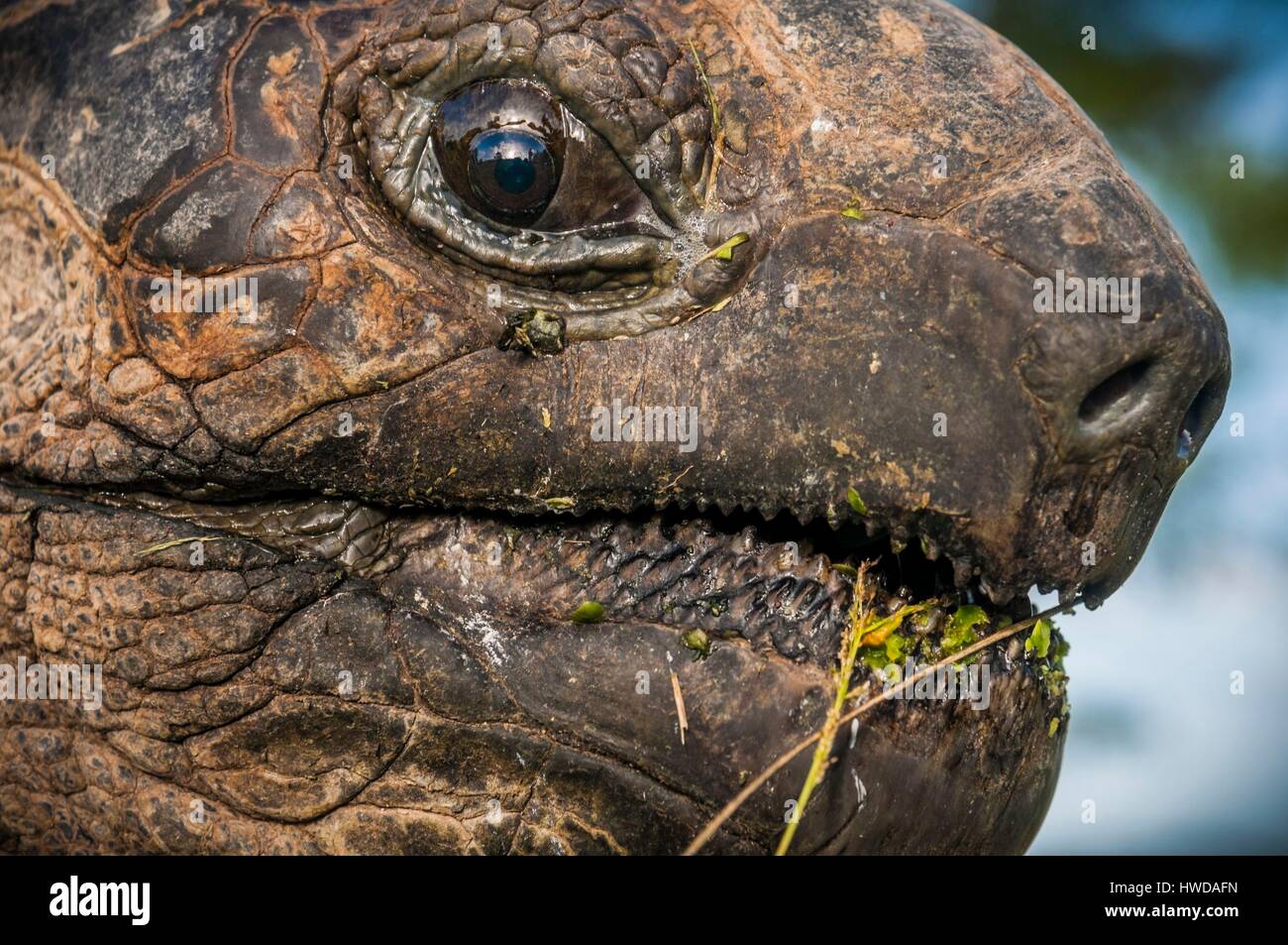Seychelles, Bird Island, il ritratto di Seychelles tartaruga gigante (Aldabrachelys gigantea), endemica Foto Stock