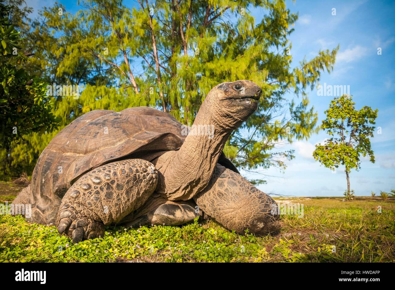 Seychelles, Bird Island, Seicelle tartaruga gigante (Aldabrachelys gigantea), endemica Foto Stock