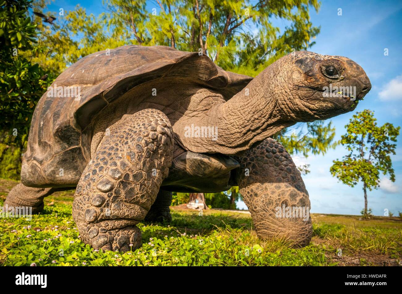 Seychelles, Bird Island, Seicelle tartaruga gigante (Aldabrachelys gigantea), endemica Foto Stock