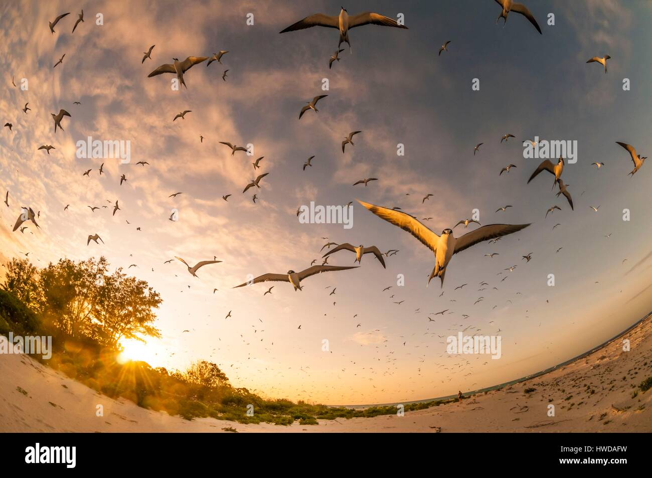 Seychelles, Bird Island, Spiaggia di sabbia bianca al tramonto, il volo della colonia di un milione e mezzo di fuligginosa sterne (Onychoprion fuscatus), in marzo, sterne soar da decine di migliaia di persone al di sopra della loro isola santuario, prima di iniziare a scendere per raggiungere la colonia all'estremità nord dell'isola per tutto il mese di aprile e maggio, inizia la deposizione delle uova in giugno e in dieci giorni circa il 90% delle uova nella colonia sono previsti, dopo 28-30 giorni le uova si schiudono e 60 giorni più tardi, alimentati con pesce e calamari dai loro genitori, giovani sterne sarà abbastanza cresciuto per essere in grado di volare, l'ultimo sterne giovani lasciano il nido alla fine di ottobre Foto Stock