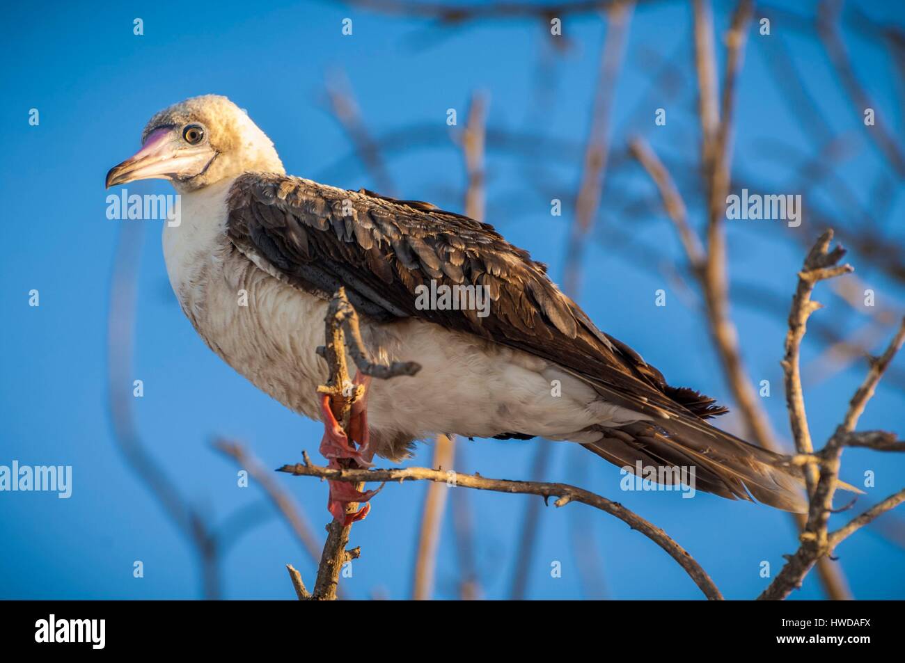Seychelles, Bird Island, rosso-footed Booby (Sula Sula) Foto Stock