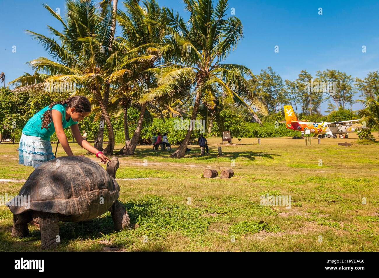 Seychelles, Bird Island, Seicelle tartaruga gigante (Aldabrachelys gigantea) endemiche, all'arrivo del volo giornaliero proveniente dalla principale isola di Mahé Foto Stock