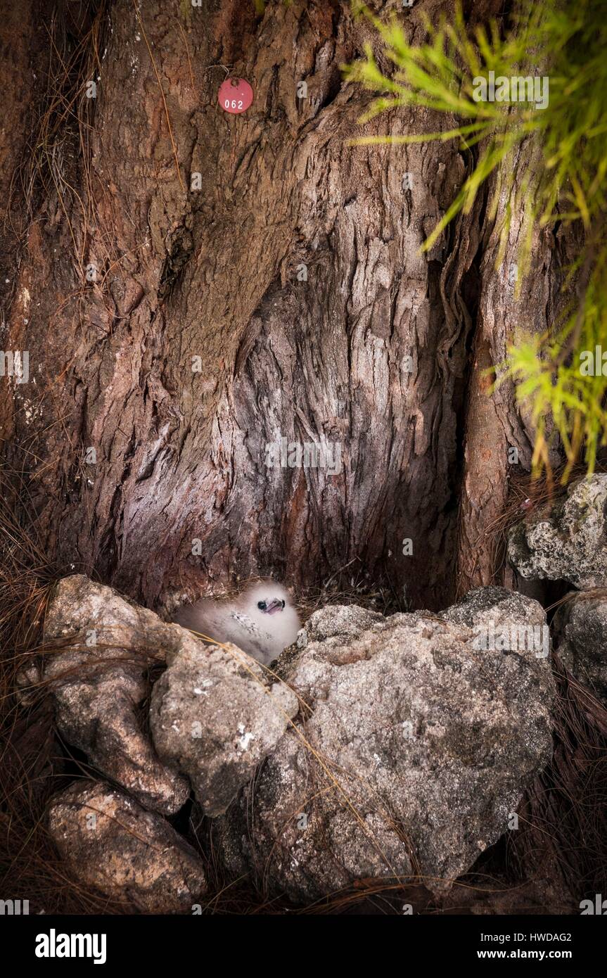 Seychelles, Bird Island, capretti giallo-fatturati Phaeton (Phaethon lepturus) sulla terra il suo nido in cavità di un vecchio albero Foto Stock