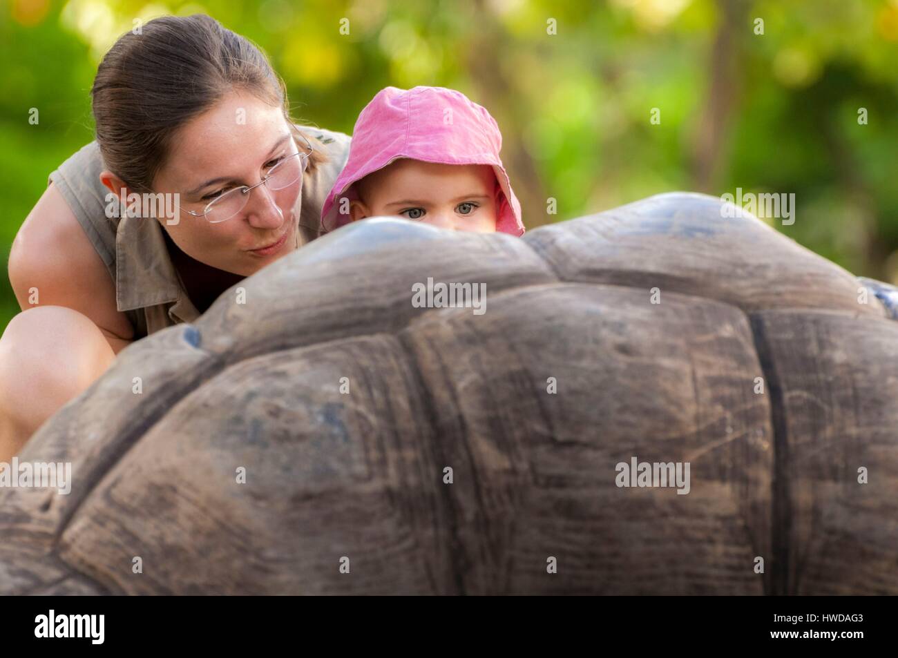 Seychelles, Bird Island, una madre di scoprire la figlia a Seychelles tartaruga gigante (Aldabrachelys gigantea), endemica Foto Stock