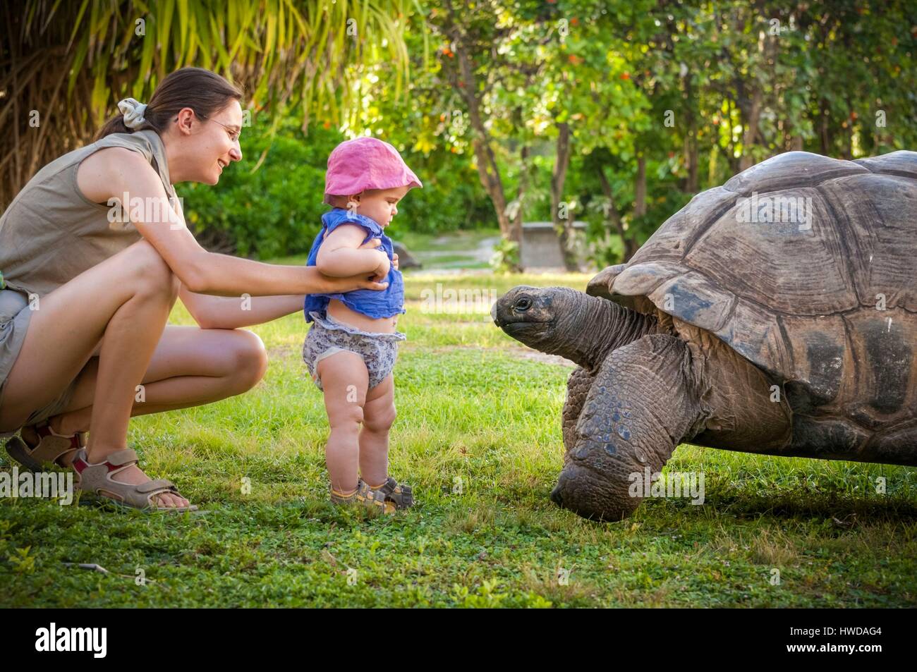 Seychelles, Bird Island, una madre di scoprire la figlia a Seychelles tartaruga gigante (Aldabrachelys gigantea), endemica Foto Stock
