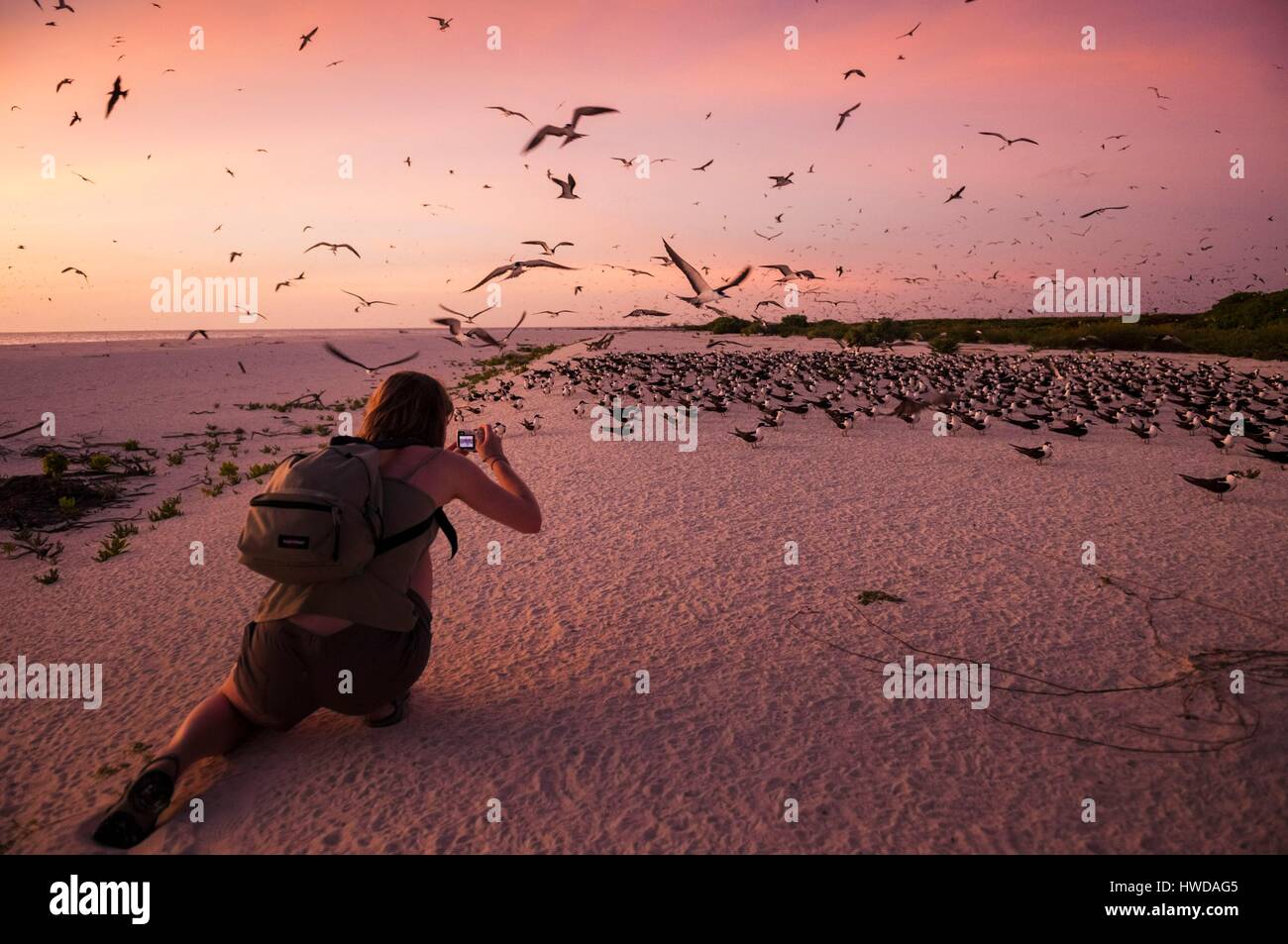 Seychelles,Bird Island,spiaggia di sabbia bianca al tramonto,l'osservazione della colonia di un milione e mezzo di fuligginosa sterne (Onychoprion fuscatus),nel Marzo,sterne soar da decine di migliaia di persone al di sopra della loro isola santuario,prima di iniziare a scendere per raggiungere la colonia all'estremità nord dell'isola per tutto il mese di Aprile e Maggio,la deposizione delle uova inizia in Giugno e in dieci giorni circa il 90% delle uova nella colonia sono previste,dopo 28-30 giorni le uova si schiudono e 60 giorni più tardi,alimentati con pesce e calamari dai loro genitori,giovane sterne sarà abbastanza cresciuto per essere in grado di volare,l'ultimo sterne giovani lasciano il nido tardo ottobre,Signor sì Foto Stock