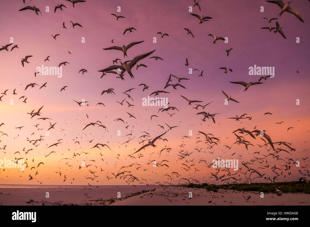 Seychelles, Bird Island, Spiaggia di sabbia bianca al tramonto, il volo della colonia di un milione e mezzo di fuligginosa sterne (Onychoprion fuscatus), in marzo, sterne soar da decine di migliaia di persone al di sopra della loro isola santuario, prima di iniziare a scendere per raggiungere la colonia all'estremità nord dell'isola per tutto il mese di aprile e maggio, inizia la deposizione delle uova in giugno e in dieci giorni circa il 90% delle uova nella colonia sono previsti, dopo 28-30 giorni le uova si schiudono e 60 giorni più tardi, alimentati con pesce e calamari dai loro genitori, giovani sterne sarà abbastanza cresciuto per essere in grado di volare, l'ultimo sterne giovani lasciano il nido alla fine di ottobre Foto Stock