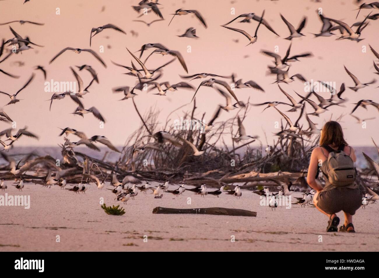 Seychelles,Bird Island,spiaggia di sabbia bianca al tramonto,l'osservazione della colonia di un milione e mezzo di fuligginosa sterne (Onychoprion fuscatus),nel Marzo,sterne soar da decine di migliaia di persone al di sopra della loro isola santuario,prima di iniziare a scendere per raggiungere la colonia all'estremità nord dell'isola per tutto il mese di Aprile e Maggio,la deposizione delle uova inizia in Giugno e in dieci giorni circa il 90% delle uova nella colonia sono previste,dopo 28-30 giorni le uova si schiudono e 60 giorni più tardi,alimentati con pesce e calamari dai loro genitori,giovane sterne sarà abbastanza cresciuto per essere in grado di volare,l'ultimo sterne giovani lasciano il nido tardo ottobre,Signor sì Foto Stock