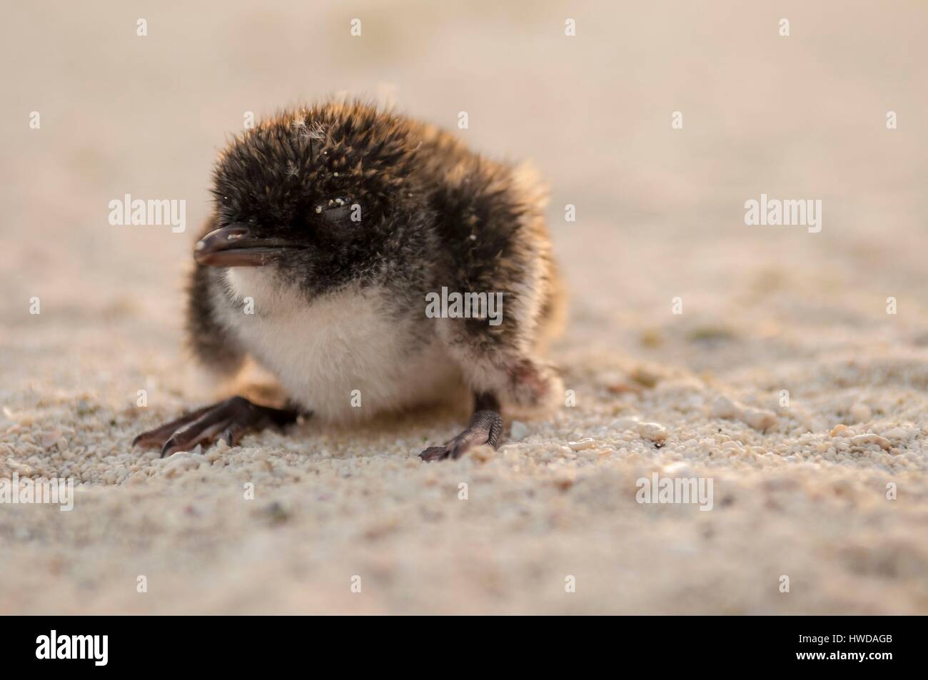 Seychelles,Bird Island,spiaggia di sabbia bianca al tramonto,capretti perso nella colonia di un milione e mezzo di fuligginosa sterne (Onychoprion fuscatus),nel Marzo,sterne soar da decine di migliaia di persone al di sopra della loro isola santuario,prima di iniziare a scendere per raggiungere la colonia all'estremità nord dell'isola per tutto il mese di Aprile e Maggio,la deposizione delle uova inizia in Giugno e in dieci giorni circa il 90% delle uova nella colonia sono previste,dopo 28-30 giorni le uova si schiudono e 60 giorni più tardi,alimentati con pesce e calamari dai loro genitori,giovane sterne sarà abbastanza cresciuto per essere in grado di volare,l'ultimo sterne giovani lasciano il nido alla fine di ottobre Foto Stock
