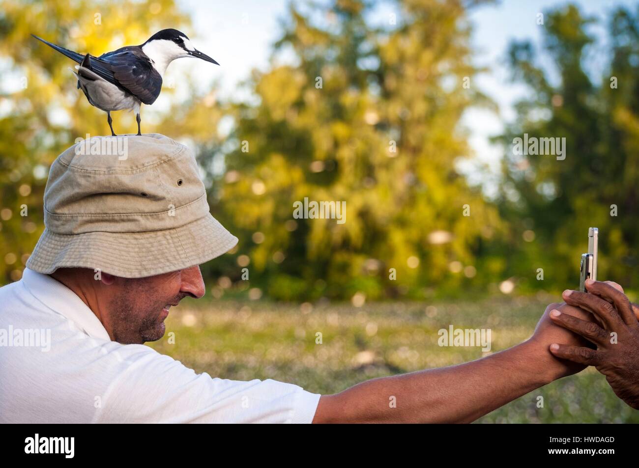 Seychelles, Bird Island, fuligginosa tern (Onychoprion fuscatus) sulla testa di un turista Foto Stock