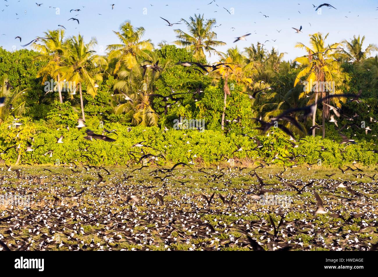 Seychelles, Bird Island, colonia di un milione e mezzo di fuligginosa sterne (Onychoprion fuscatus), in marzo, sterne soar da decine di migliaia di persone al di sopra della loro isola santuario, prima di iniziare a scendere per raggiungere la colonia all'estremità nord dell'isola per tutto il mese di aprile e maggio, inizia la deposizione delle uova in giugno e in dieci giorni circa il 90% delle uova nella colonia sono previsti, dopo 28-30 giorni le uova si schiudono e 60 giorni più tardi, alimentati con pesce e calamari dai loro genitori, giovani sterne sarà abbastanza cresciuto per essere in grado di volare, l'ultimo sterne giovani lasciano il nido alla fine di ottobre Foto Stock