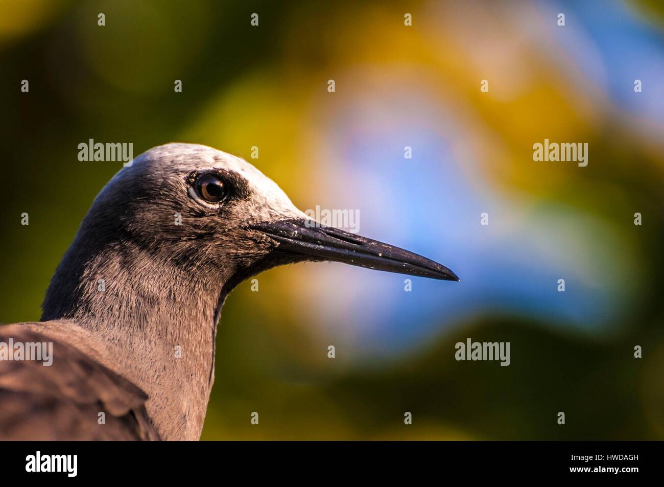 Seychelles, Bird Island, ritratto di marianne Noddy (Anous tenuirostris) Foto Stock