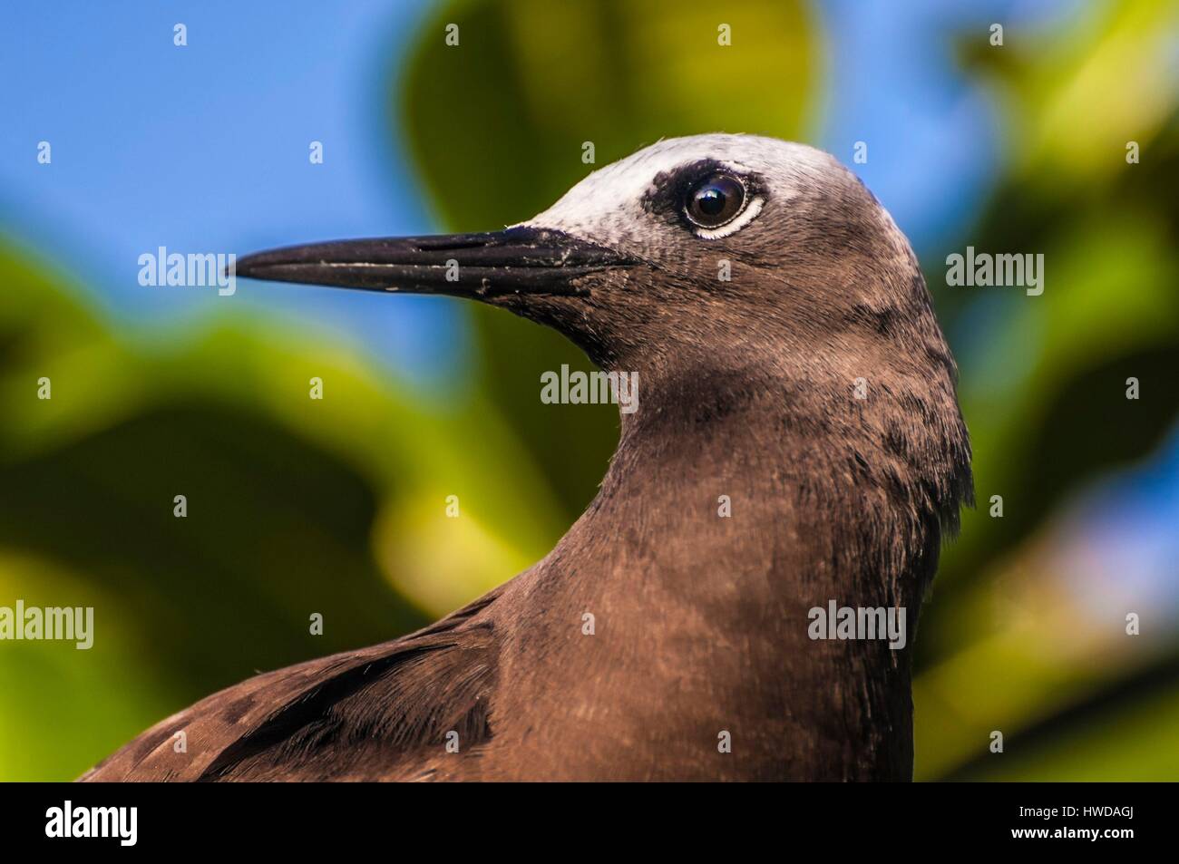 Seychelles, Bird Island, ritratto di marianne Noddy (Anous tenuirostris) Foto Stock