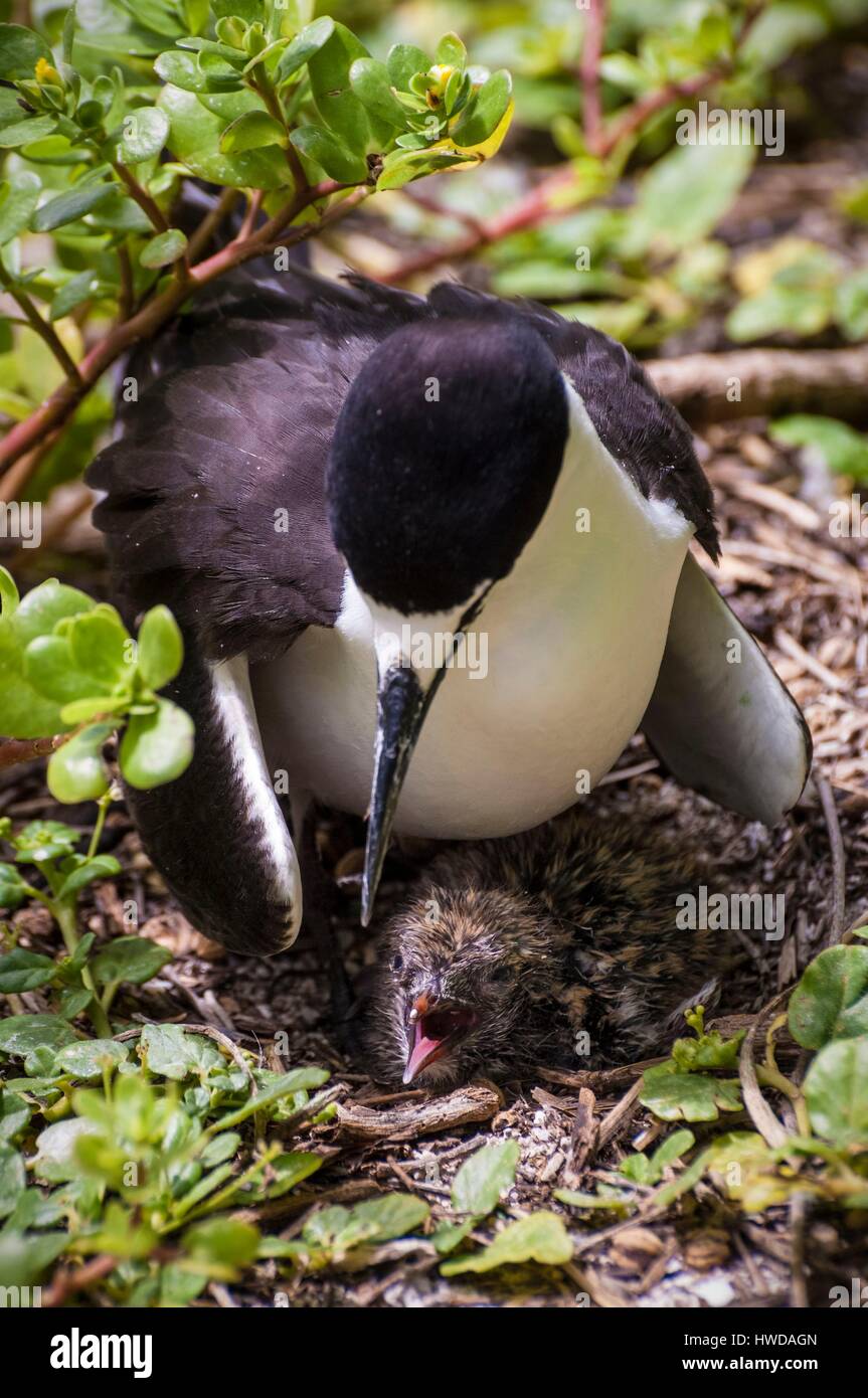 Seychelles, Bird Island, femminili e di bambini presso il nido, colonia di un milione e mezzo di fuligginosa sterne (Onychoprion fuscatus), in marzo, sterne soar da decine di migliaia di persone al di sopra della loro isola santuario, prima di iniziare a scendere per raggiungere la colonia all'estremità nord dell'isola per tutto il mese di aprile e maggio, inizia la deposizione delle uova in giugno e in dieci giorni circa il 90% delle uova nella colonia sono previsti, dopo 28-30 giorni le uova si schiudono e 60 giorni più tardi, alimentati con pesce e calamari dai loro genitori, giovani sterne sarà abbastanza cresciuto per essere in grado di volare, l'ultimo sterne giovani lasciano il nido alla fine di ottobre Foto Stock