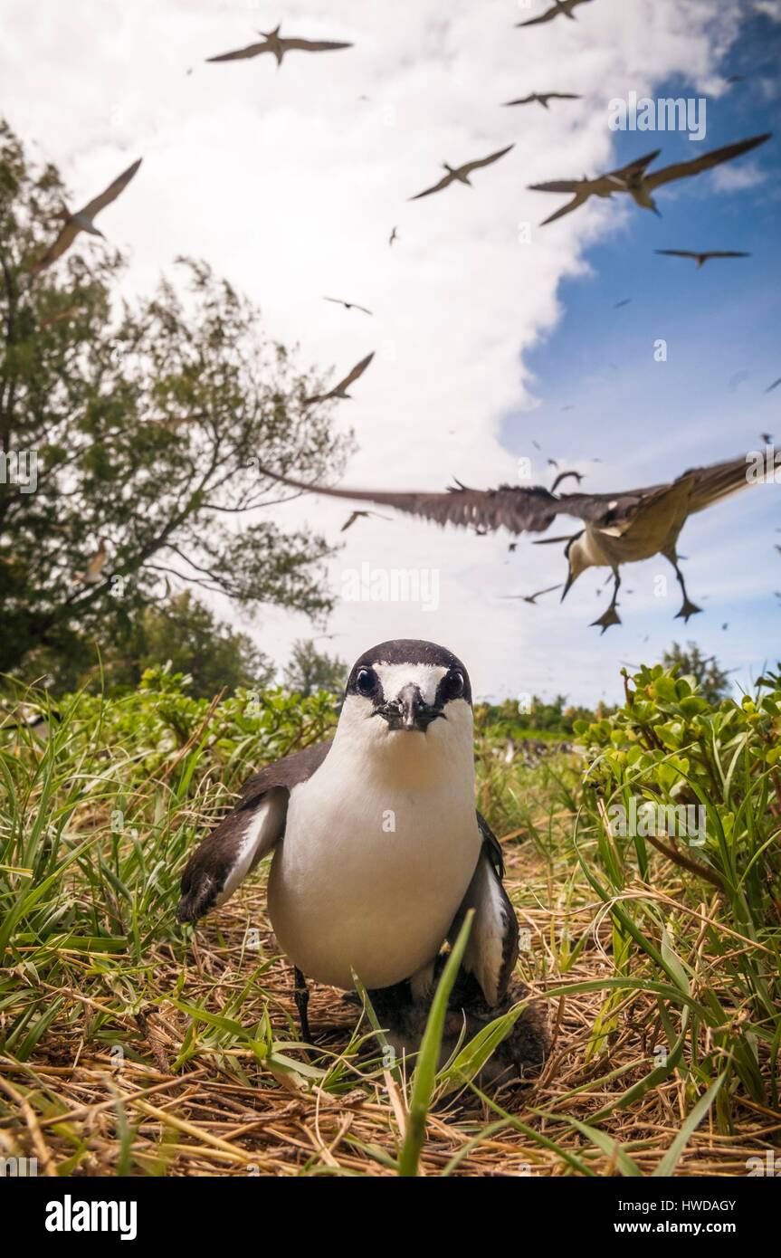 Seychelles,Bird Island,fuligginosa tern cova uova sul terreno tra la colonia di un milione e mezzo di fuligginosa sterne (Onychoprion fuscatus),nel Marzo,sterne soar da decine di migliaia di persone al di sopra della loro isola santuario,prima di iniziare a scendere per raggiungere la colonia all'estremità nord dell'isola per tutto il mese di Aprile e Maggio,la deposizione delle uova inizia in Giugno e in dieci giorni circa il 90% delle uova nella colonia sono previste,dopo 28-30 giorni le uova si schiudono e 60 giorni più tardi,alimentati con pesce e calamari dai loro genitori,giovane sterne sarà abbastanza cresciuto per essere in grado di volare,l'ultimo sterne giovani lasciano il nido alla fine di ottobre Foto Stock