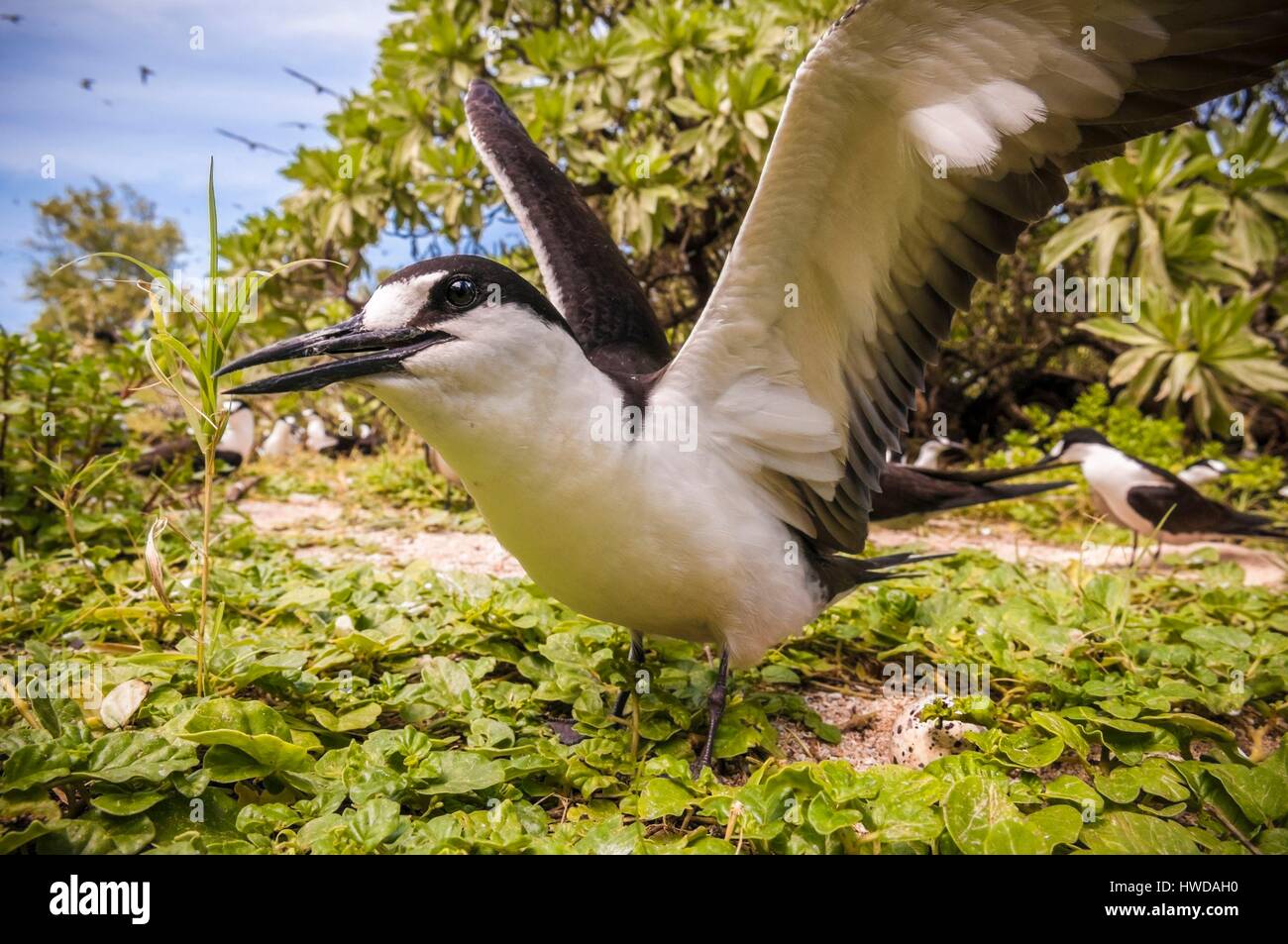 Seychelles,Bird Island,fuligginosa tern cova uova sul terreno tra la colonia di un milione e mezzo di fuligginosa sterne (Onychoprion fuscatus),nel Marzo,sterne soar da decine di migliaia di persone al di sopra della loro isola santuario,prima di iniziare a scendere per raggiungere la colonia all'estremità nord dell'isola per tutto il mese di Aprile e Maggio,la deposizione delle uova inizia in Giugno e in dieci giorni circa il 90% delle uova nella colonia sono previste,dopo 28-30 giorni le uova si schiudono e 60 giorni più tardi,alimentati con pesce e calamari dai loro genitori,giovane sterne sarà abbastanza cresciuto per essere in grado di volare,l'ultimo sterne giovani lasciano il nido alla fine di ottobre Foto Stock