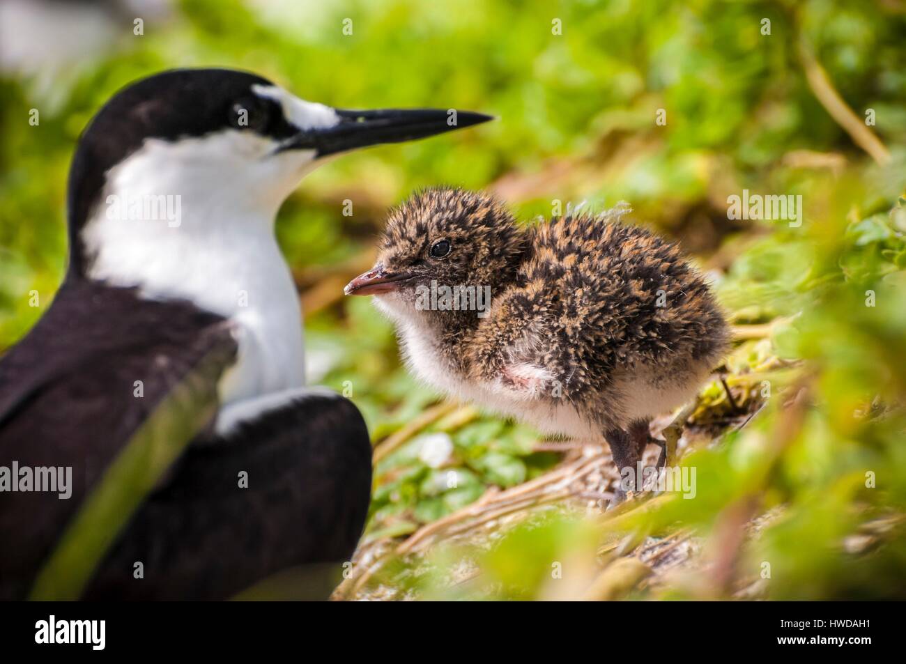 Seychelles, Bird Island, femminili e di bambini presso il nido, colonia di un milione e mezzo di fuligginosa sterne (Onychoprion fuscatus), in marzo, sterne soar da decine di migliaia di persone al di sopra della loro isola santuario, prima di iniziare a scendere per raggiungere la colonia all'estremità nord dell'isola per tutto il mese di aprile e maggio, inizia la deposizione delle uova in giugno e in dieci giorni circa il 90% delle uova nella colonia sono previsti, dopo 28-30 giorni le uova si schiudono e 60 giorni più tardi, alimentati con pesce e calamari dai loro genitori, giovani sterne sarà abbastanza cresciuto per essere in grado di volare, l'ultimo sterne giovani lasciano il nido alla fine di ottobre Foto Stock