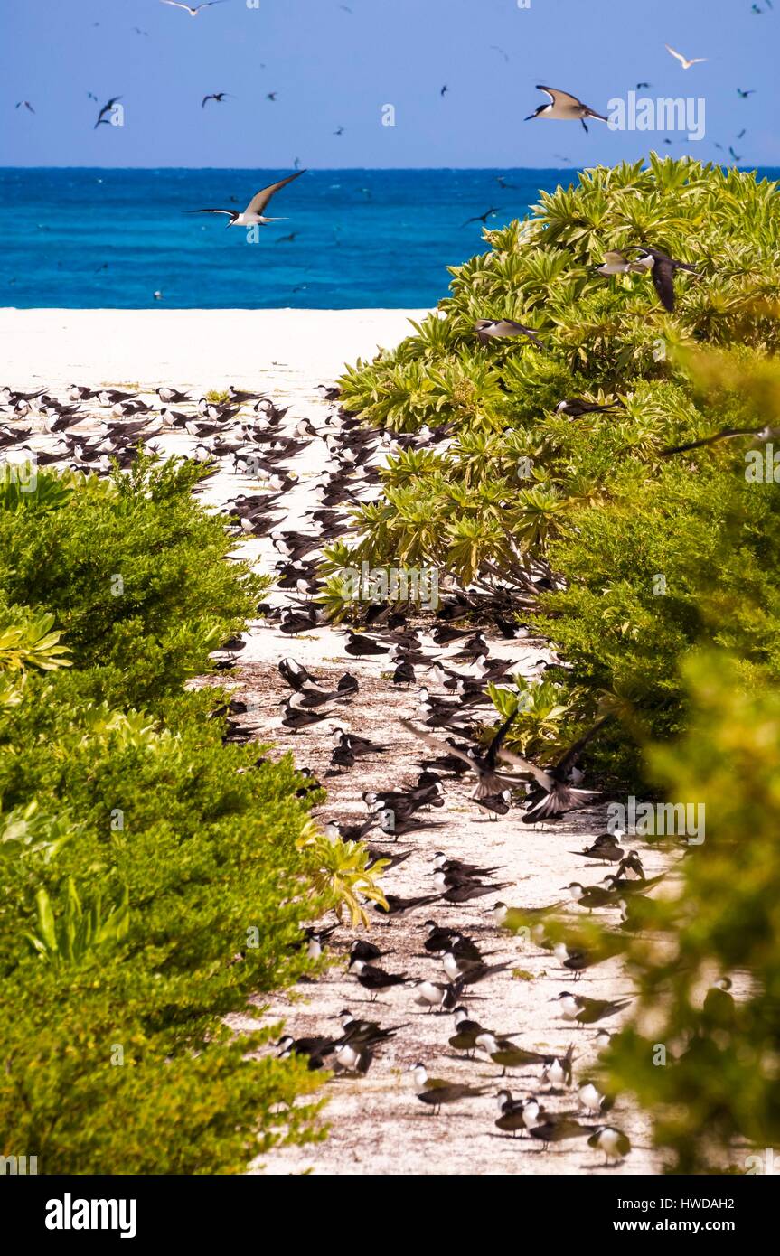 Seychelles, Bird Island, colonia di un milione e mezzo di fuligginosa sterne (Onychoprion fuscatus), in marzo, sterne soar da decine di migliaia di persone al di sopra della loro isola santuario, prima di iniziare a scendere per raggiungere la colonia all'estremità nord dell'isola per tutto il mese di aprile e maggio, inizia la deposizione delle uova in giugno e in dieci giorni circa il 90% delle uova nella colonia sono previsti, dopo 28-30 giorni le uova si schiudono e 60 giorni più tardi, alimentati con pesce e calamari dai loro genitori, giovani sterne sarà abbastanza cresciuto per essere in grado di volare, l'ultimo sterne giovani lasciano il nido alla fine di ottobre Foto Stock