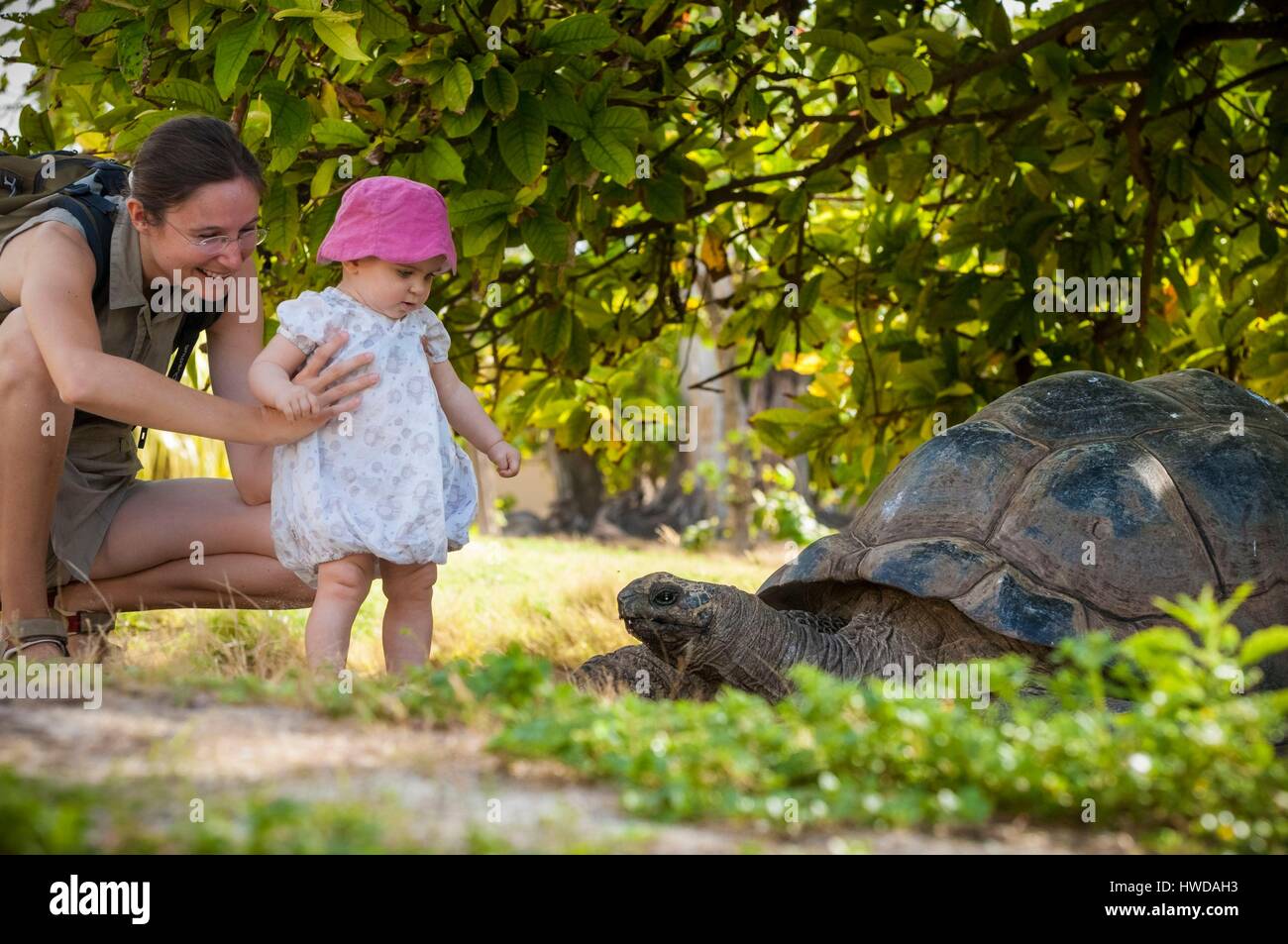 Seychelles, Bird Island, una madre di scoprire la figlia a Seychelles tartaruga gigante (Aldabrachelys gigantea), endemica Foto Stock