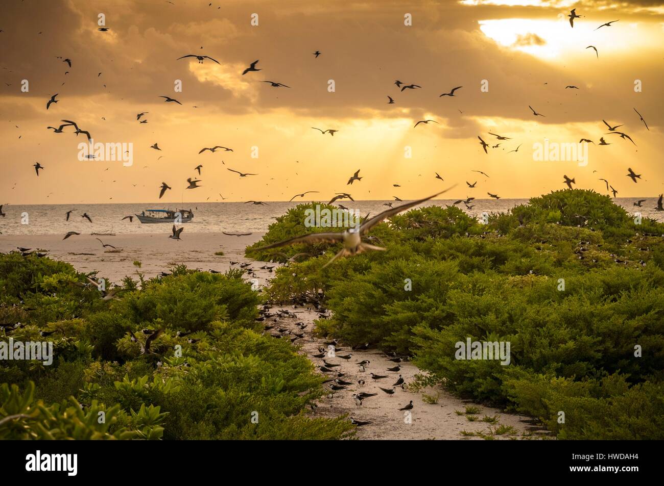 Seychelles, Bird Island, colonia di un milione e mezzo di fuligginosa sterne (Onychoprion fuscatus), in marzo, sterne soar da decine di migliaia di persone al di sopra della loro isola santuario, prima di iniziare a scendere per raggiungere la colonia all'estremità nord dell'isola per tutto il mese di aprile e maggio, inizia la deposizione delle uova in giugno e in dieci giorni circa il 90% delle uova nella colonia sono previsti, dopo 28-30 giorni le uova si schiudono e 60 giorni più tardi, alimentati con pesce e calamari dai loro genitori, giovani sterne sarà abbastanza cresciuto per essere in grado di volare, l'ultimo sterne giovani lasciano il nido alla fine di ottobre Foto Stock