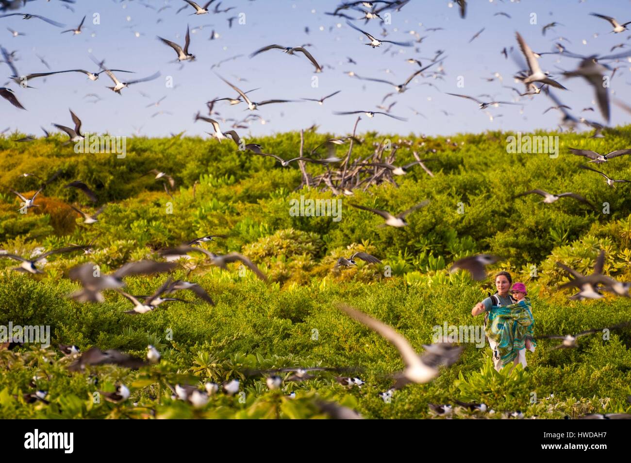 Seychelles,Bird Island,madre e figlia che guarda il volo della colonia di un milione e mezzo di fuligginosa sterne (Onychoprion fuscatus),nel Marzo,sterne soar da decine di migliaia di persone al di sopra della loro isola santuario,prima di iniziare a scendere per raggiungere la colonia all'estremità nord dell'isola per tutto il mese di Aprile e Maggio,la deposizione delle uova inizia in Giugno e in dieci giorni circa il 90% delle uova nella colonia sono previste,dopo 28-30 giorni le uova si schiudono e 60 giorni più tardi,alimentati con pesce e calamari dai loro genitori,giovane sterne sarà abbastanza cresciuto per essere in grado di volare,l'ultimo sterne giovani lasciano il nido tardo ottobre,Signor sì Foto Stock