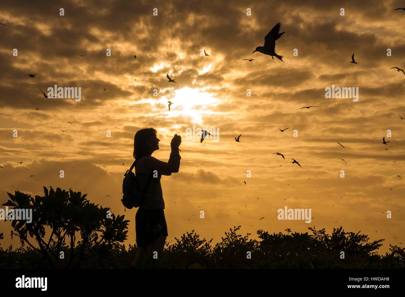 Seychelles,Bird Island,spiaggia di sabbia bianca al tramonto,l'osservazione della colonia di un milione e mezzo di fuligginosa sterne (Onychoprion fuscatus),nel Marzo,sterne soar da decine di migliaia di persone al di sopra della loro isola santuario,prima di iniziare a scendere per raggiungere la colonia all'estremità nord dell'isola per tutto il mese di Aprile e Maggio,la deposizione delle uova inizia in Giugno e in dieci giorni circa il 90% delle uova nella colonia sono previste,dopo 28-30 giorni le uova si schiudono e 60 giorni più tardi,alimentati con pesce e calamari dai loro genitori,giovane sterne sarà abbastanza cresciuto per essere in grado di volare,l'ultimo sterne giovani lasciano il nido tardo ottobre,Signor sì Foto Stock