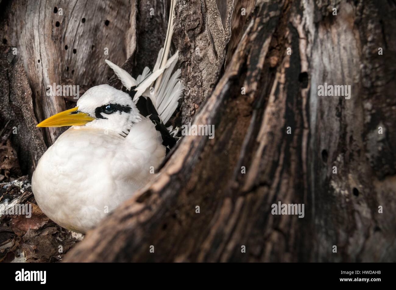 Seychelles, Bird Island, giallo-fatturati Phaeton (Phaethon lepturus) sulla terra il suo nido in cavità di un vecchio albero Foto Stock