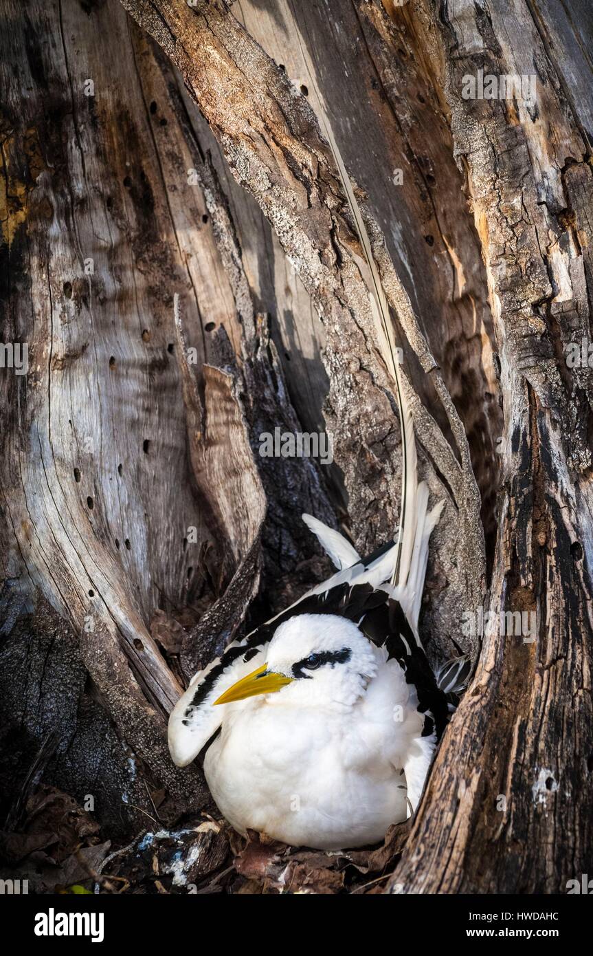 Seychelles, Bird Island, giallo-fatturati Phaeton (Phaethon lepturus) sulla terra il suo nido in cavità di un vecchio albero Foto Stock