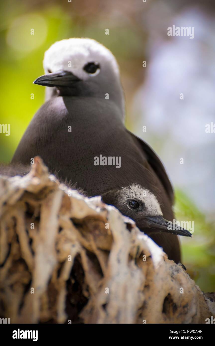 Seychelles, Bird Island, Noddy marrone ed il bambino al nido (Anous stolidus) Foto Stock