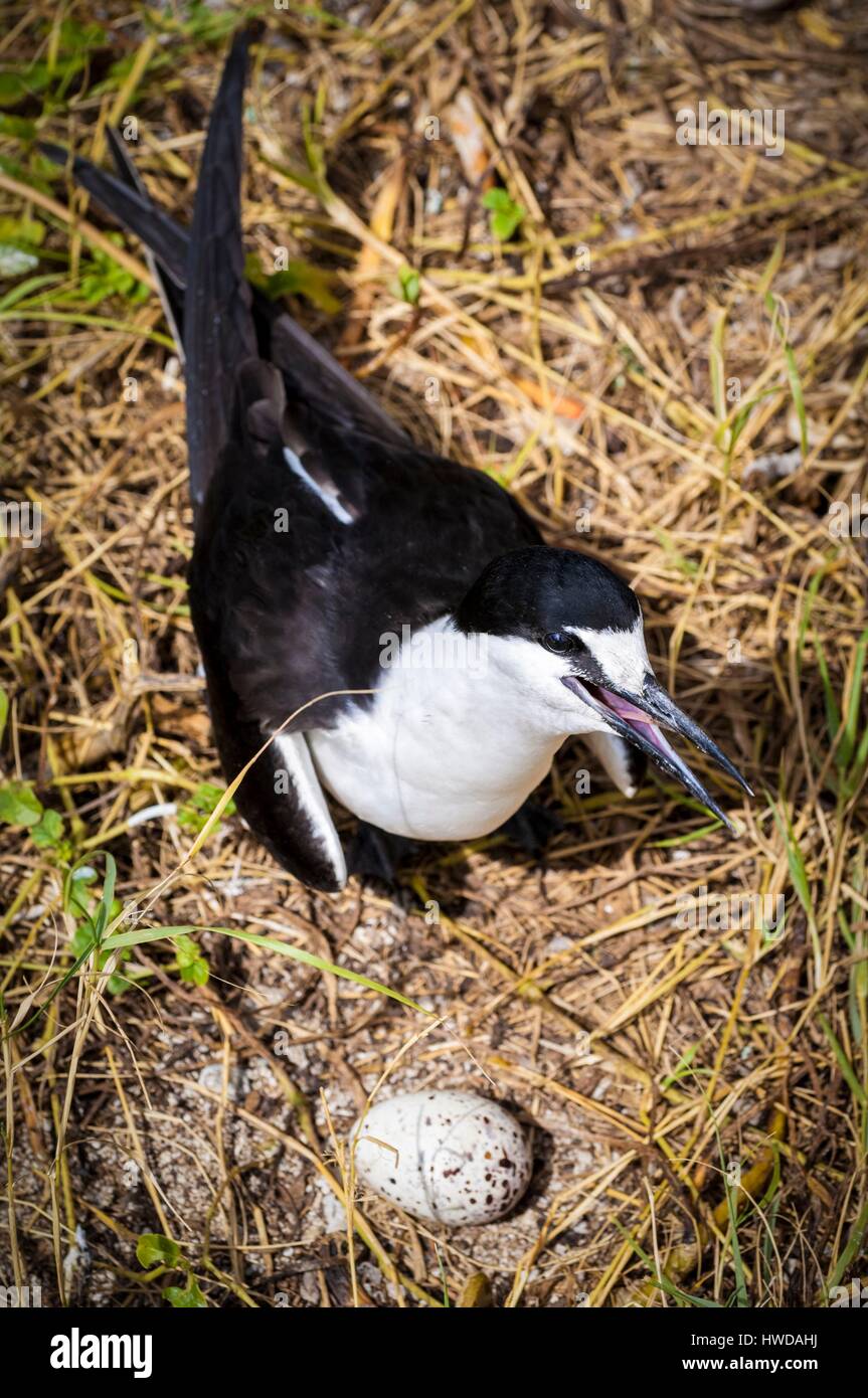 Seychelles,Bird Island,fuligginosa tern cova uova sul terreno tra la colonia di un milione e mezzo di fuligginosa sterne (Onychoprion fuscatus),nel Marzo,sterne soar da decine di migliaia di persone al di sopra della loro isola santuario,prima di iniziare a scendere per raggiungere la colonia all'estremità nord dell'isola per tutto il mese di Aprile e Maggio,la deposizione delle uova inizia in Giugno e in dieci giorni circa il 90% delle uova nella colonia sono previste,dopo 28-30 giorni le uova si schiudono e 60 giorni più tardi,alimentati con pesce e calamari dai loro genitori,giovane sterne sarà abbastanza cresciuto per essere in grado di volare,l'ultimo sterne giovani lasciano il nido alla fine di ottobre Foto Stock