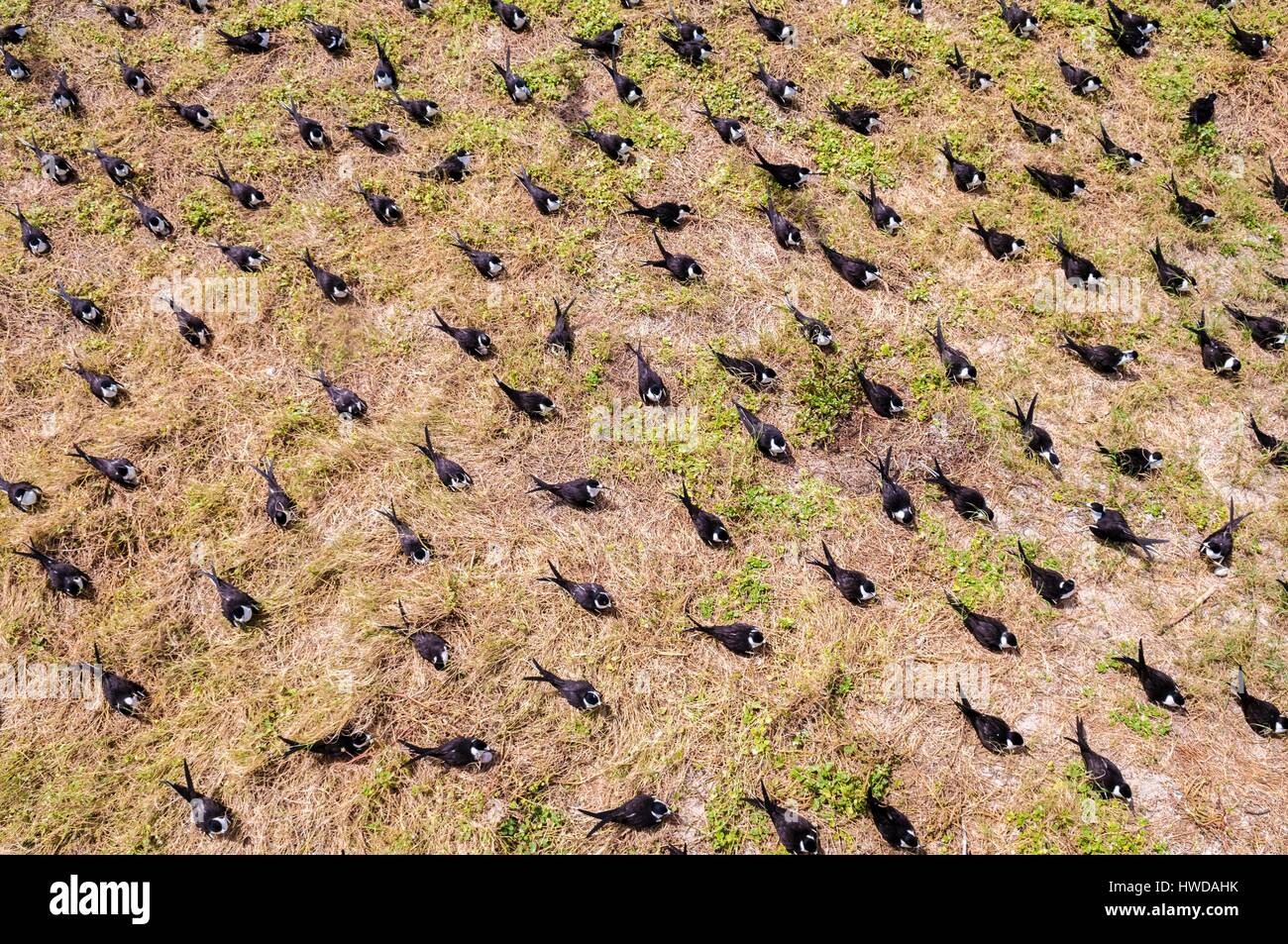 Seychelles, Bird Island, colonia di un milione e mezzo di fuligginosa sterne (Onychoprion fuscatus), in marzo, sterne soar da decine di migliaia di persone al di sopra della loro isola santuario, prima di iniziare a scendere per raggiungere la colonia all'estremità nord dell'isola per tutto il mese di aprile e maggio, inizia la deposizione delle uova in giugno e in dieci giorni circa il 90% delle uova nella colonia sono previsti, dopo 28-30 giorni le uova si schiudono e 60 giorni più tardi, alimentati con pesce e calamari dai loro genitori, giovani sterne sarà abbastanza cresciuto per essere in grado di volare, l'ultimo sterne giovani lasciano il nido alla fine di ottobre Foto Stock