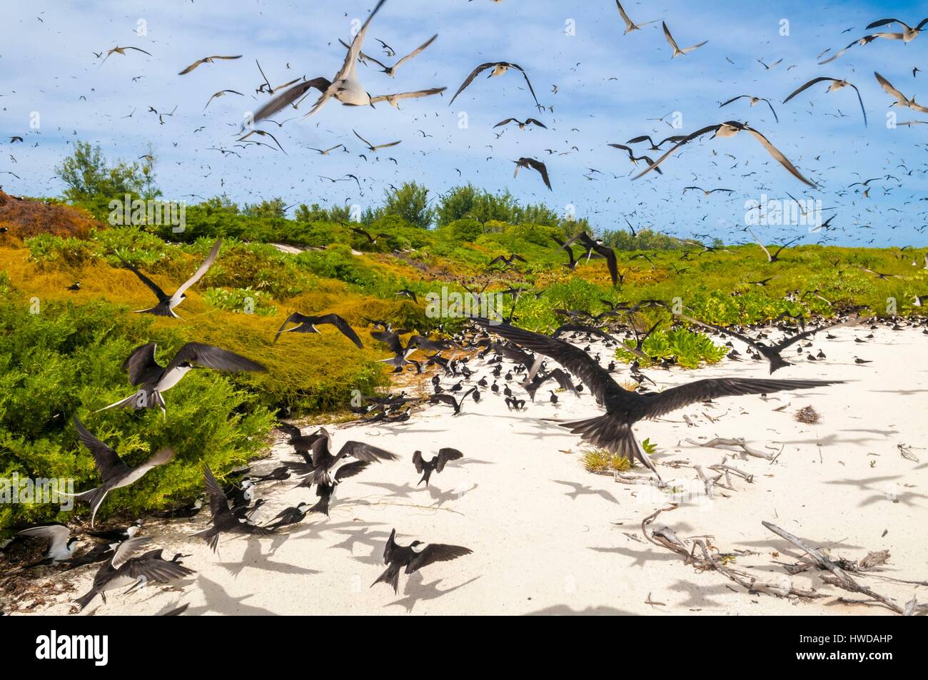 Seychelles, Bird Island, il volo della colonia di un milione e mezzo di fuligginosa sterne (Onychoprion fuscatus), in marzo, sterne soar da decine di migliaia di persone al di sopra della loro isola santuario, prima di iniziare a scendere per raggiungere la colonia all'estremità nord dell'isola per tutto il mese di aprile e maggio, inizia la deposizione delle uova in giugno e in dieci giorni circa il 90% delle uova nella colonia sono previsti, dopo 28-30 giorni le uova si schiudono e 60 giorni più tardi, alimentati con pesce e calamari dai loro genitori, giovani sterne sarà abbastanza cresciuto per essere in grado di volare, l'ultimo sterne giovani lasciano il nido alla fine di ottobre Foto Stock