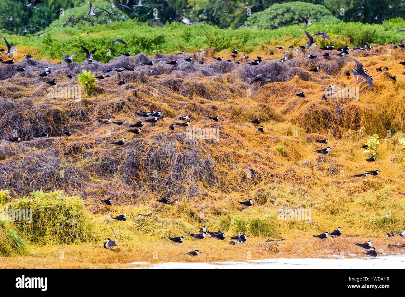 Seychelles, Bird Island, colonia di un milione e mezzo di fuligginosa sterne (Onychoprion fuscatus), in marzo, sterne soar da decine di migliaia di persone al di sopra della loro isola santuario, prima di iniziare a scendere per raggiungere la colonia all'estremità nord dell'isola per tutto il mese di aprile e maggio, inizia la deposizione delle uova in giugno e in dieci giorni circa il 90% delle uova nella colonia sono previsti, dopo 28-30 giorni le uova si schiudono e 60 giorni più tardi, alimentati con pesce e calamari dai loro genitori, giovani sterne sarà abbastanza cresciuto per essere in grado di volare, l'ultimo sterne giovani lasciano il nido alla fine di ottobre Foto Stock